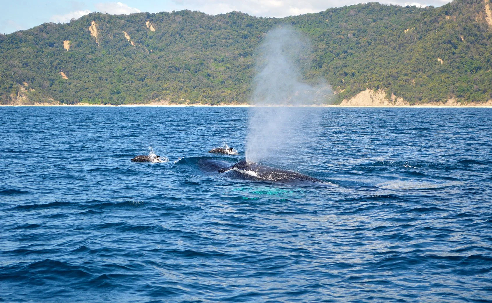whale-watching-dolphins-malpais-tour.jpg