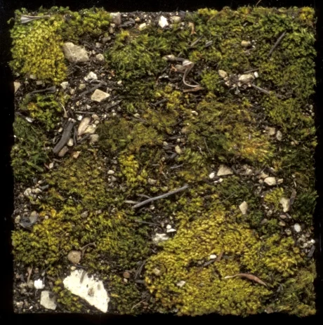 Moss copy.jpg