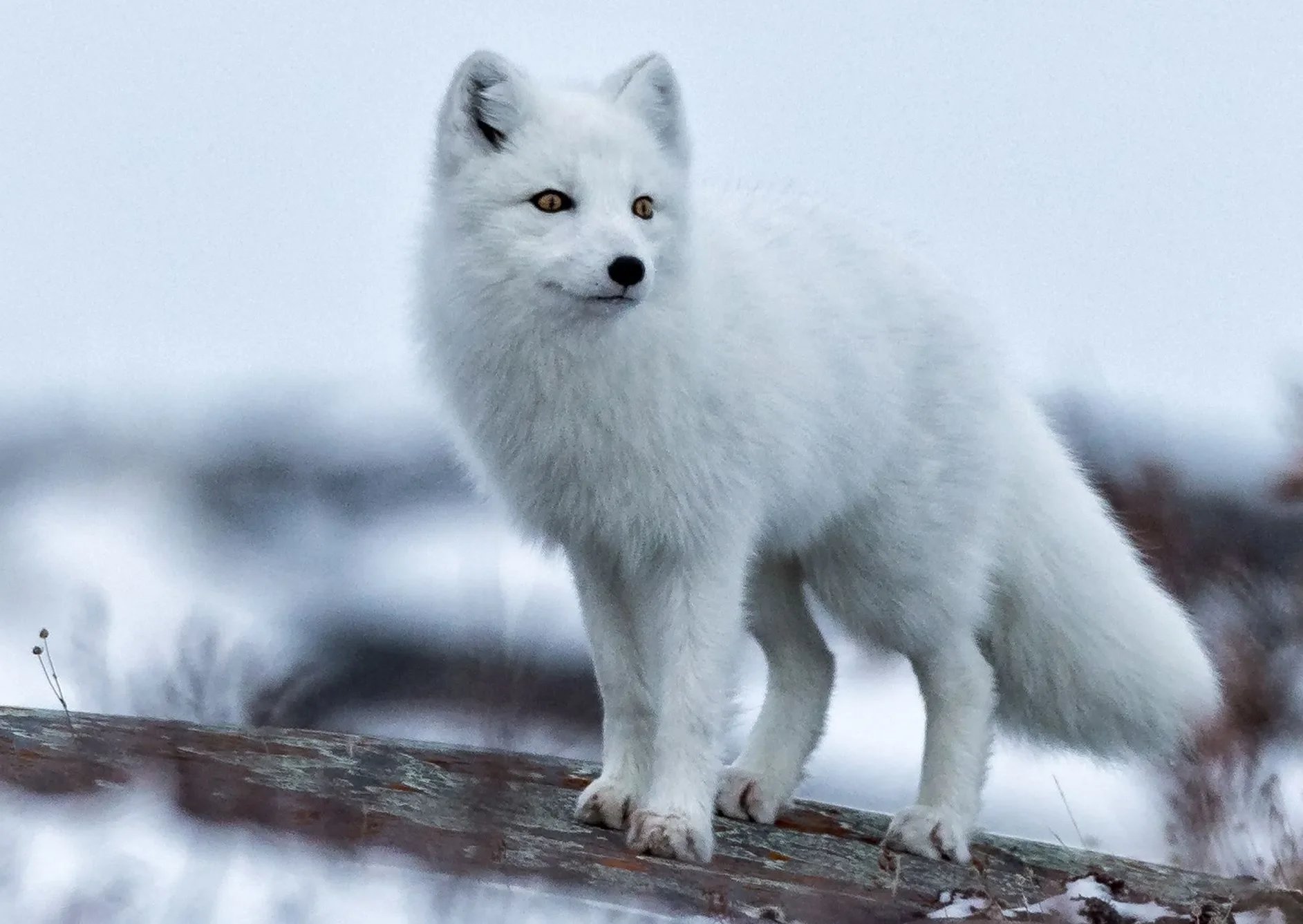 Arctic-Fox-1-cropped.jpg.webp