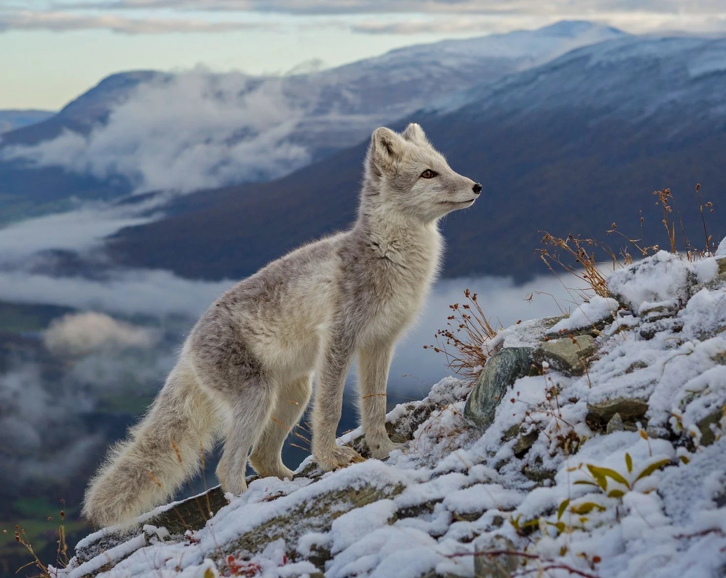 Arctic fox.jpg
