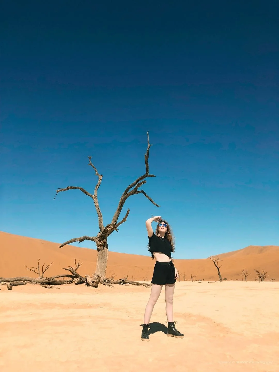 Wild Horizons: Capturing the Spirit of Namibia's Wildlife