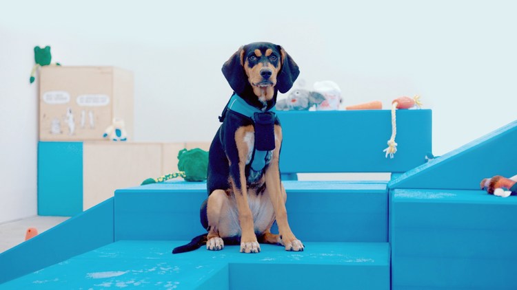 Client: Bark & Co. / Agency: PARTY / Creative and Tech Direction Barkshop Live is a retail store where dogs can go shopping for themselves. Wearing RFID-enabled shopping vests, dogs browse the store freely while we measure their interest in various products. The dogs' human companions see live updates on their smartphones and can make final purchasing decisions.