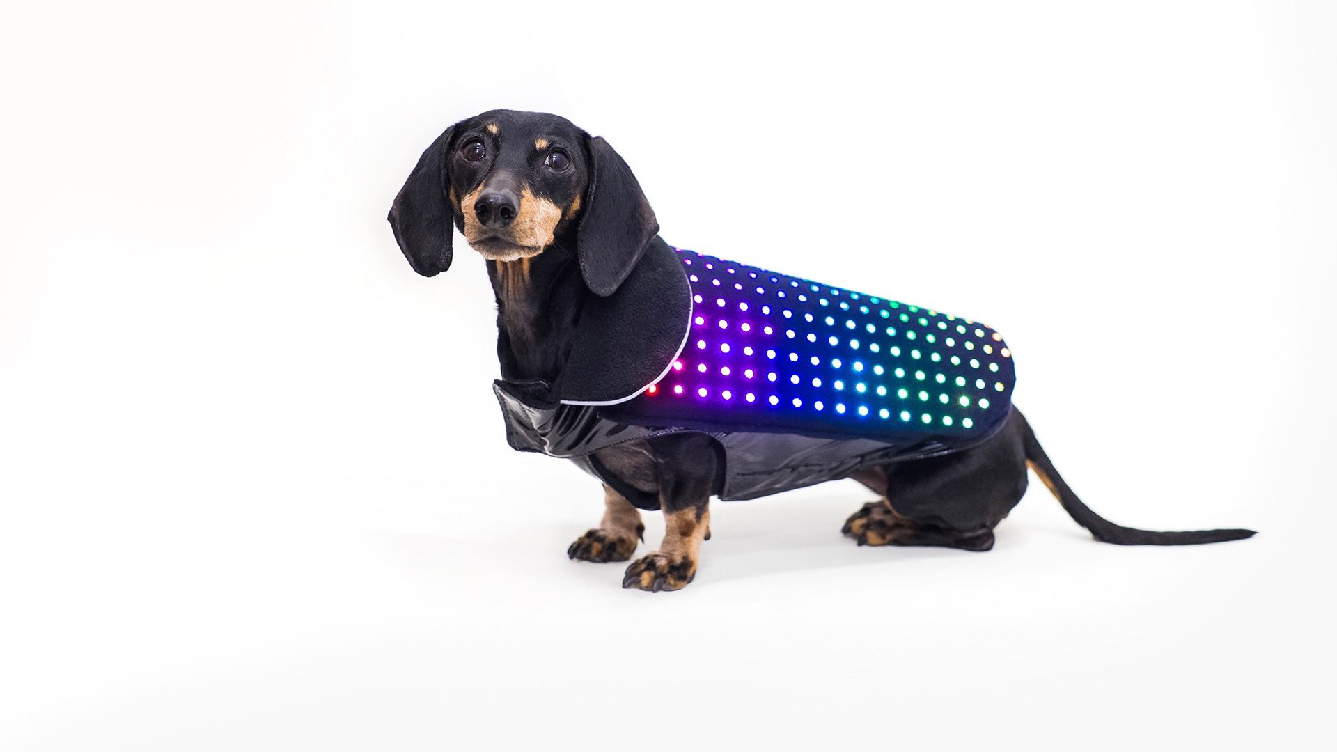 In-house Production / Agency: PARTY / Creative Direction and Prototyping Disco Dog is a smartphone controlled LED vest for dogs. It displays a variety of animated patterns and custom scrolling text in thousands of colors. You can choose an animation or type in a message using the Disco Dog app on your smartphone. If your dog runs too far away and the connection is lost, the vest will show an automatic "LOST DOG" message, asking bystanders to help the lost pup find her way back. It's a fun way to celebrate your pet and also keeps her visible and safe when it's dark out. 