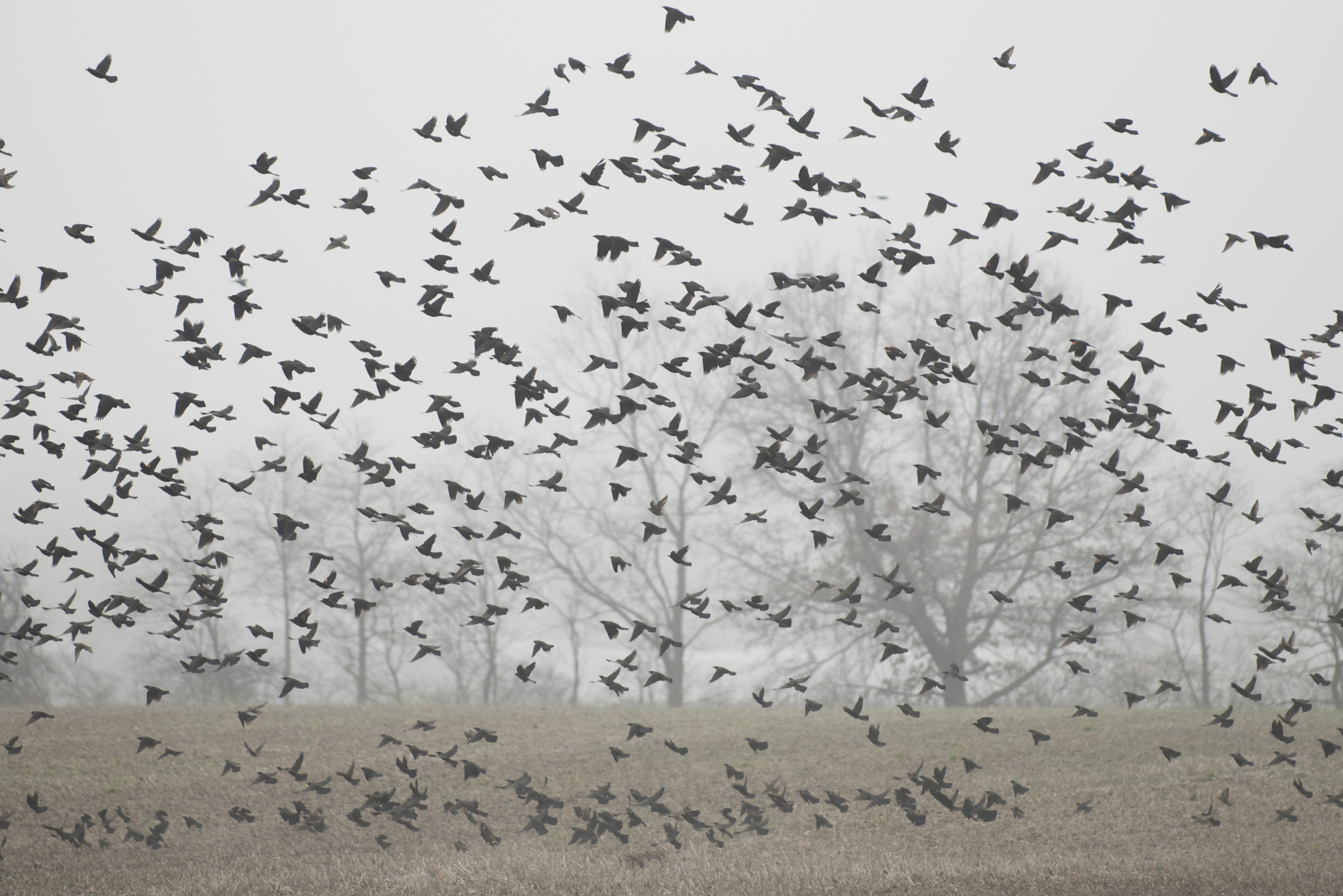 Starlings