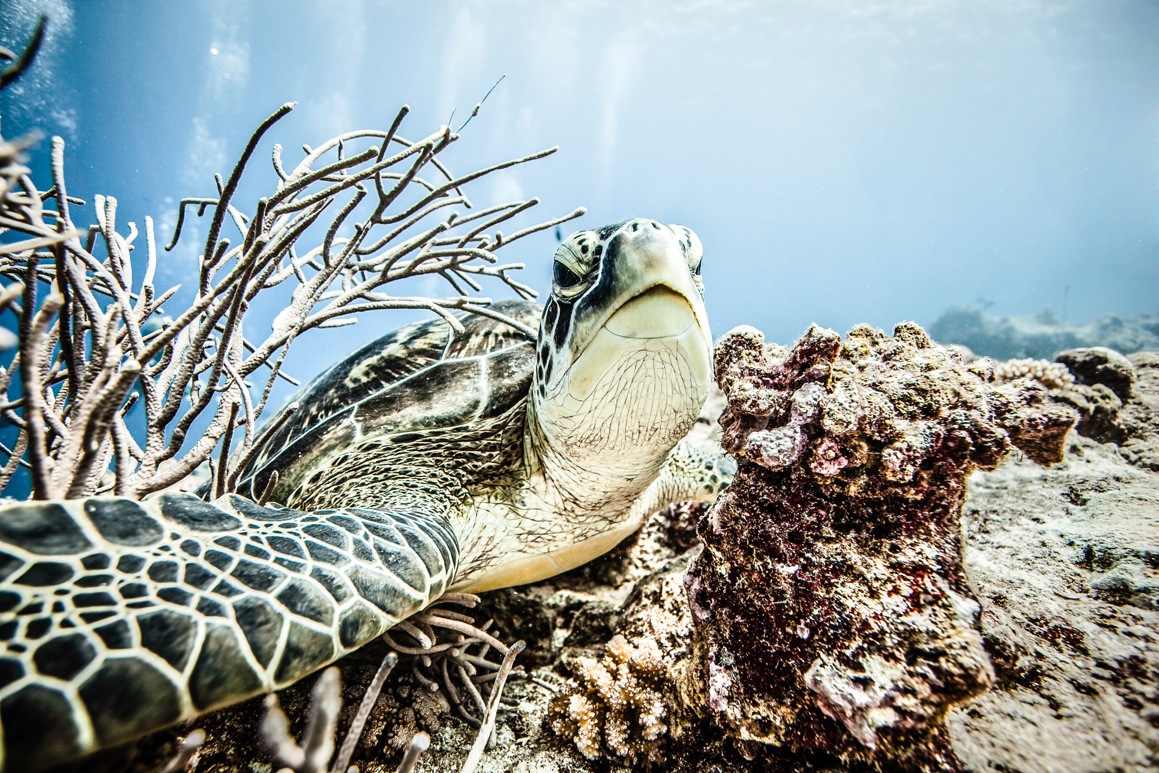 Turtle 2.jpeg