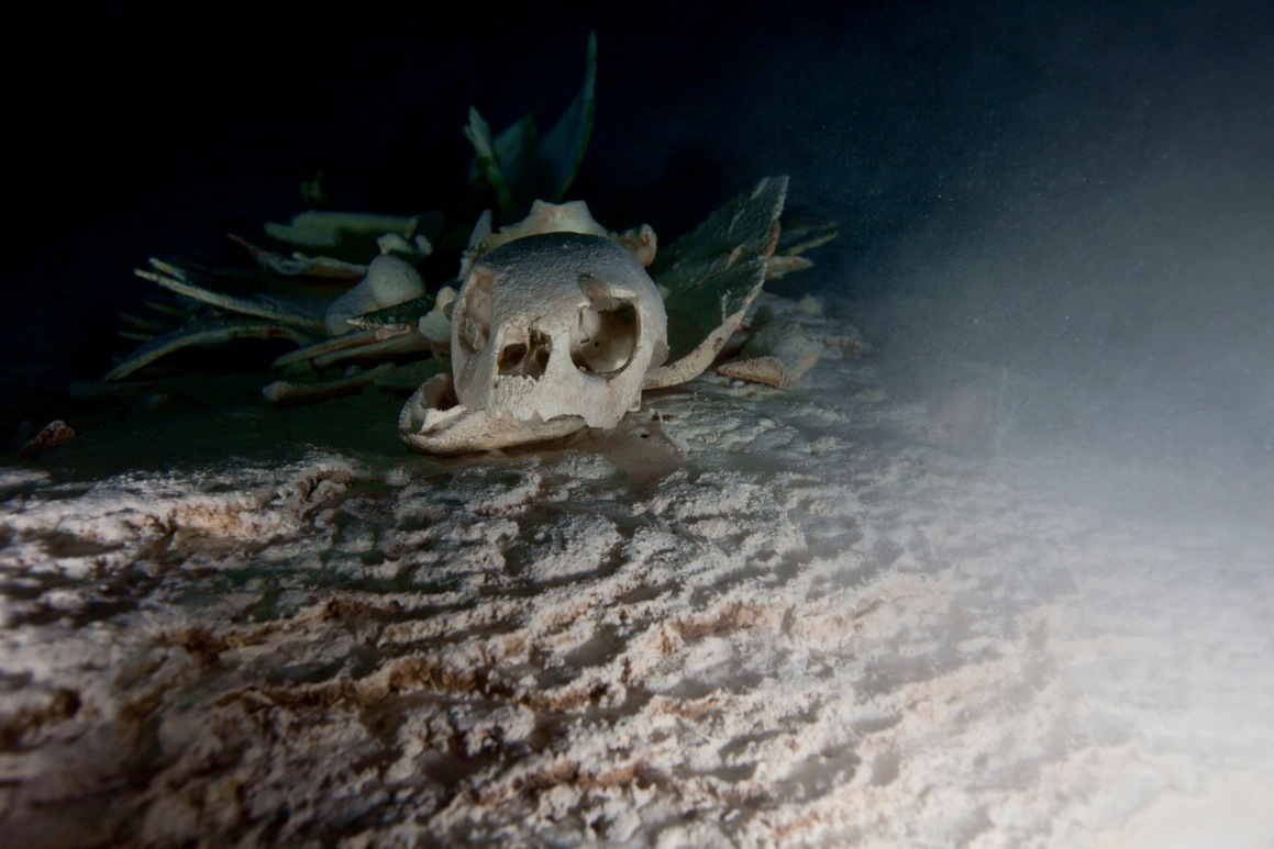 A turtleskull.jpeg
