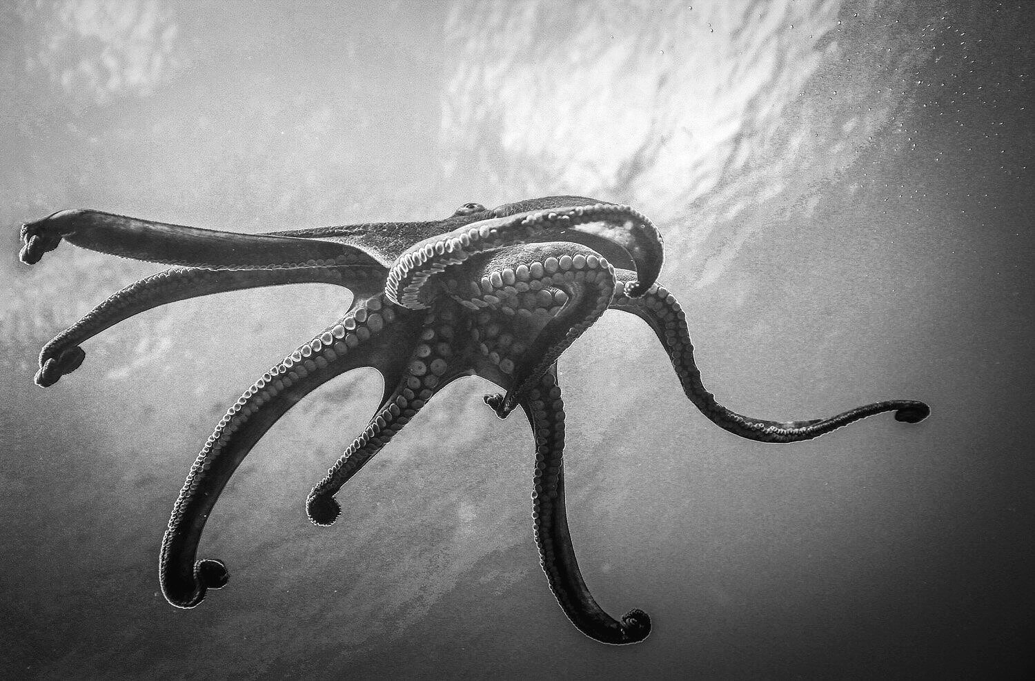 octopuss copy1-2.jpg