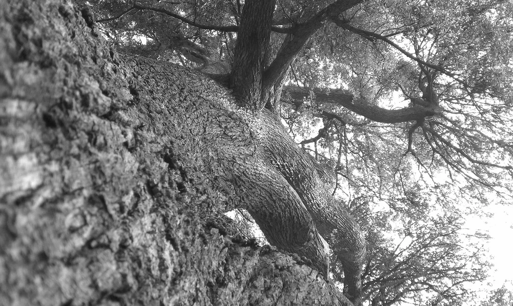 tree.jpg