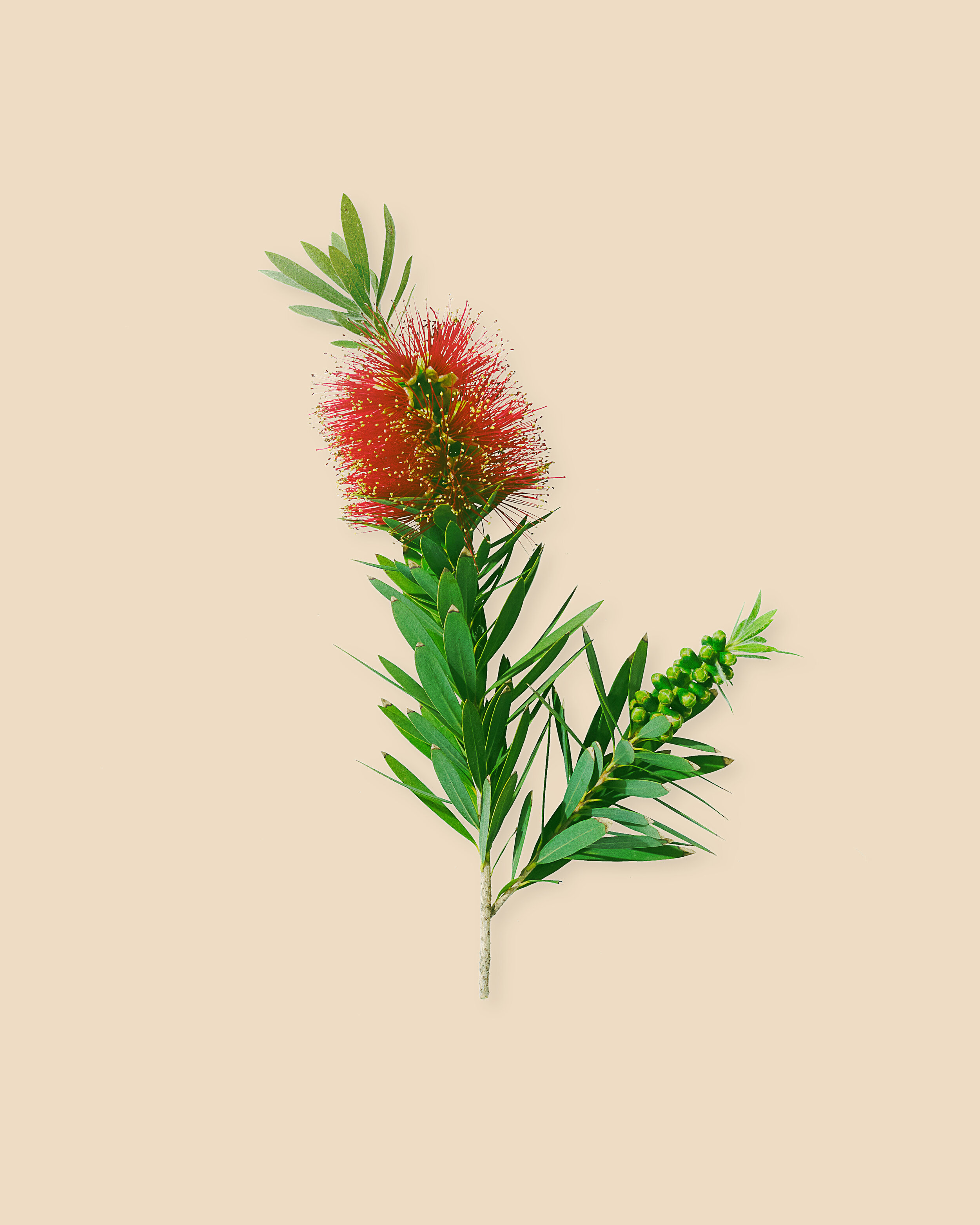 Bottle Brush