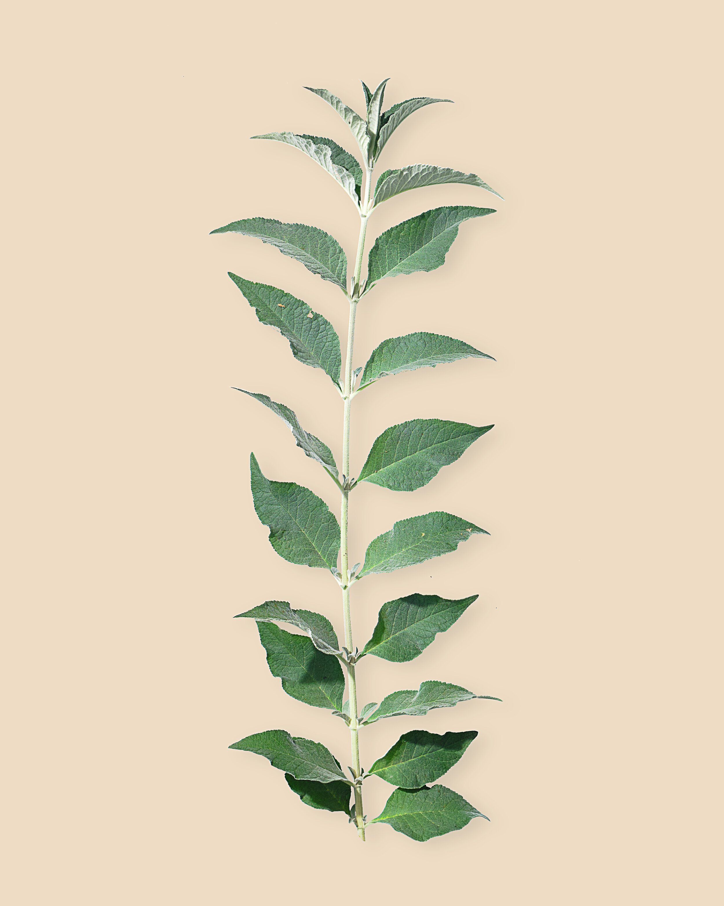 Butterfly Bush