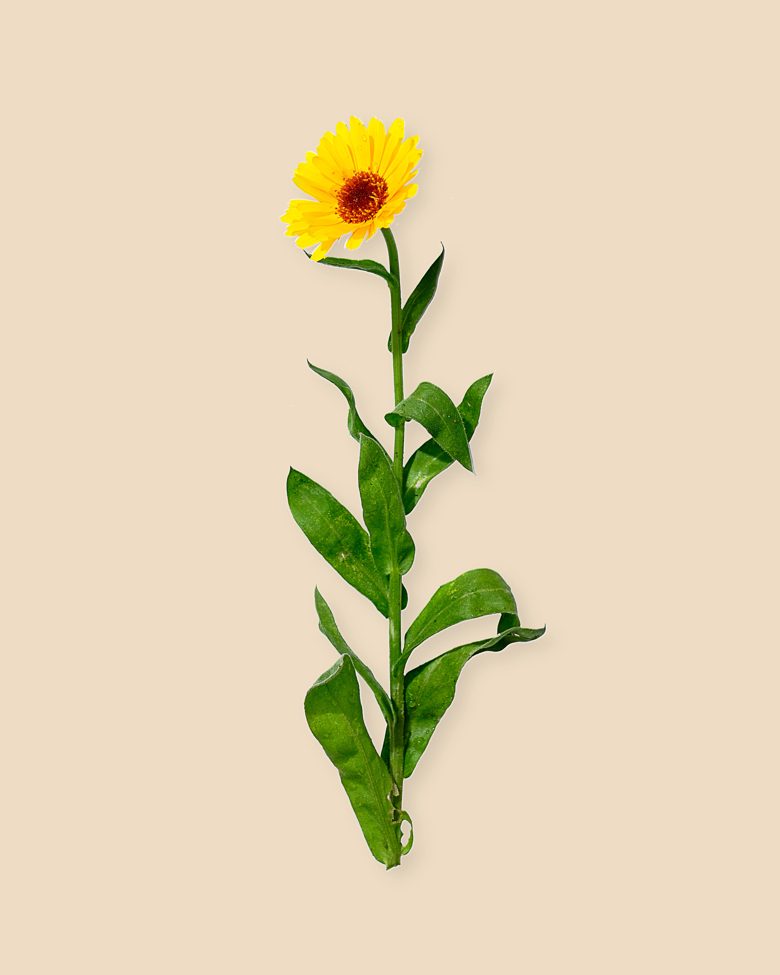 Calendula