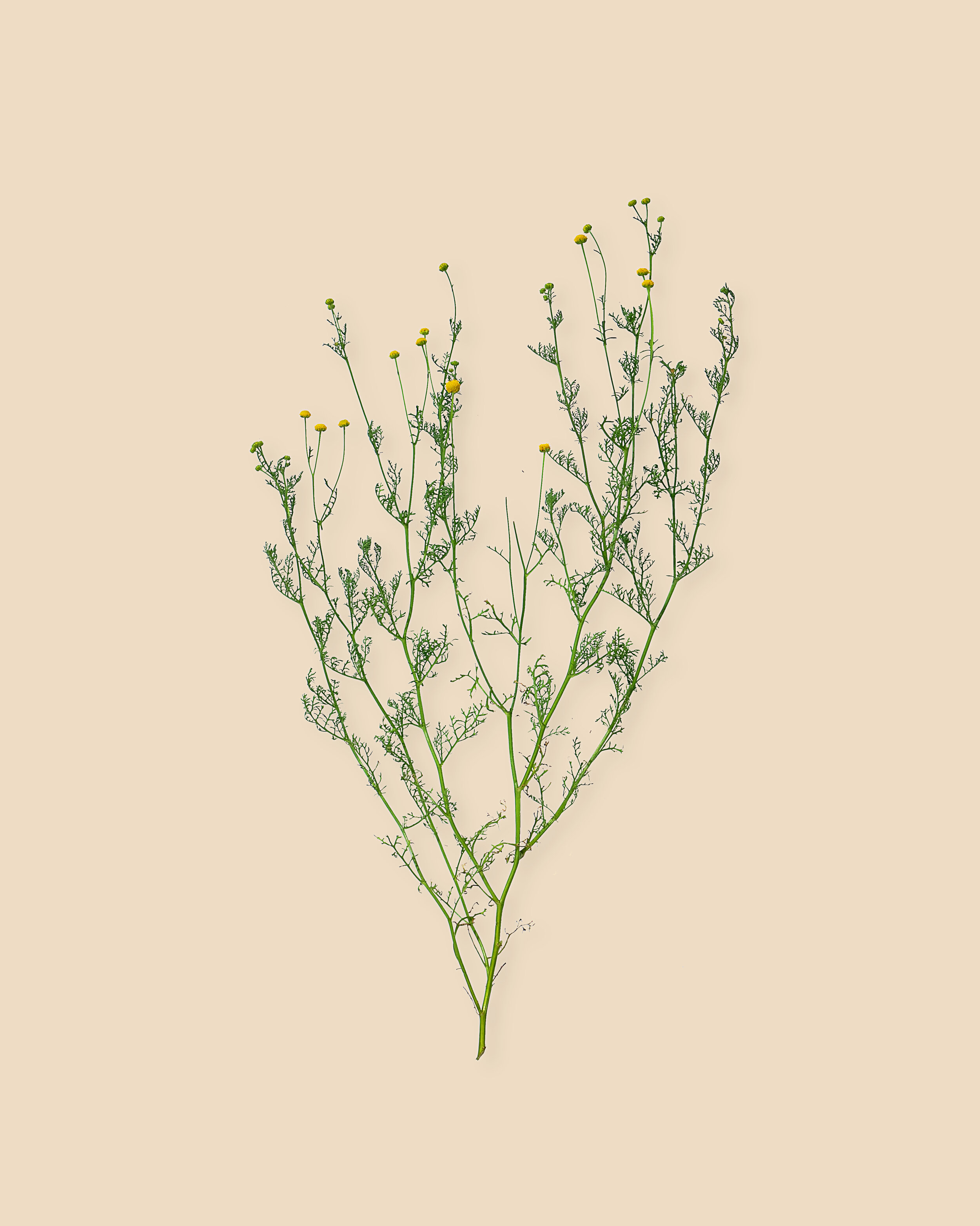 Chamomile
