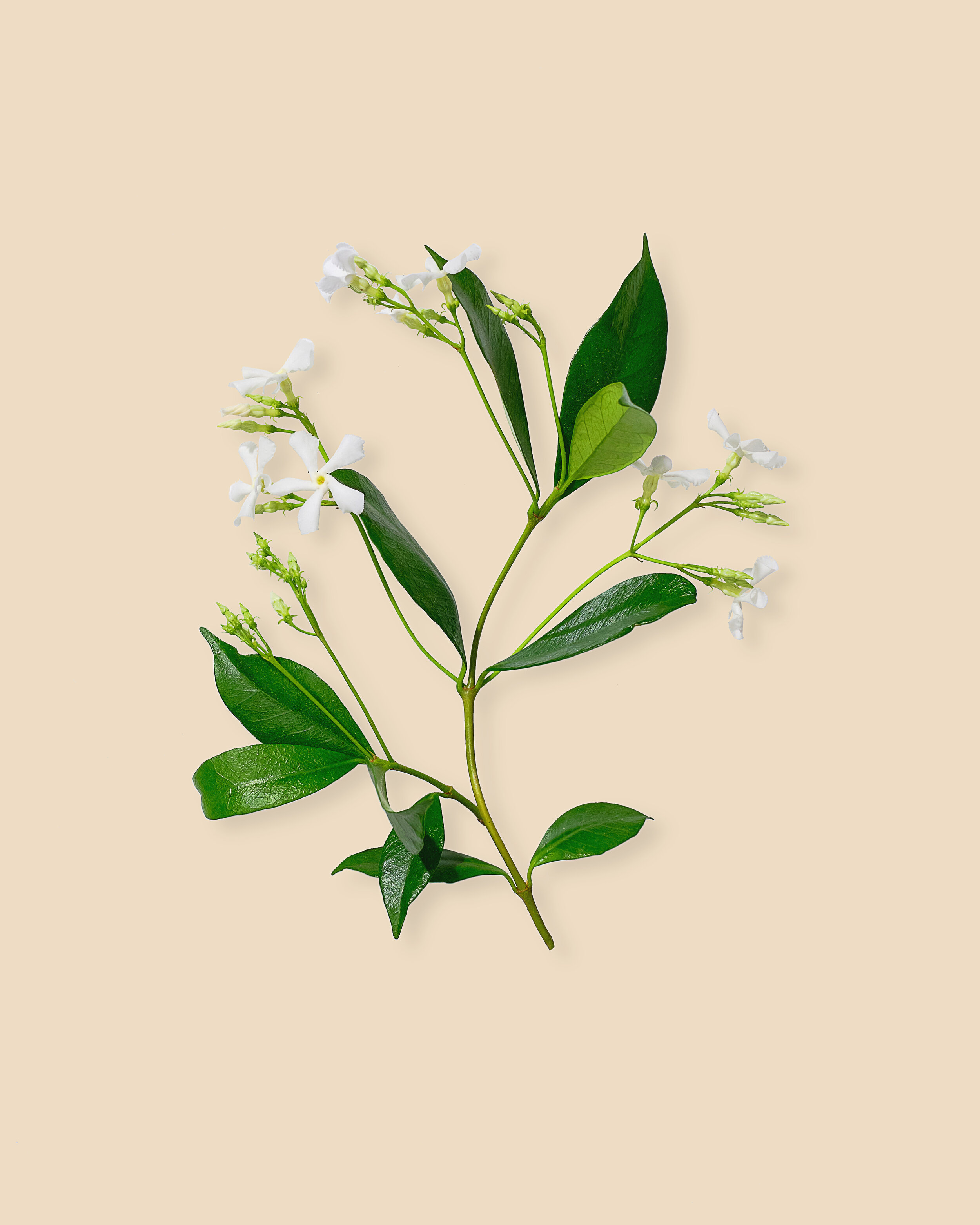 Star Jasmine