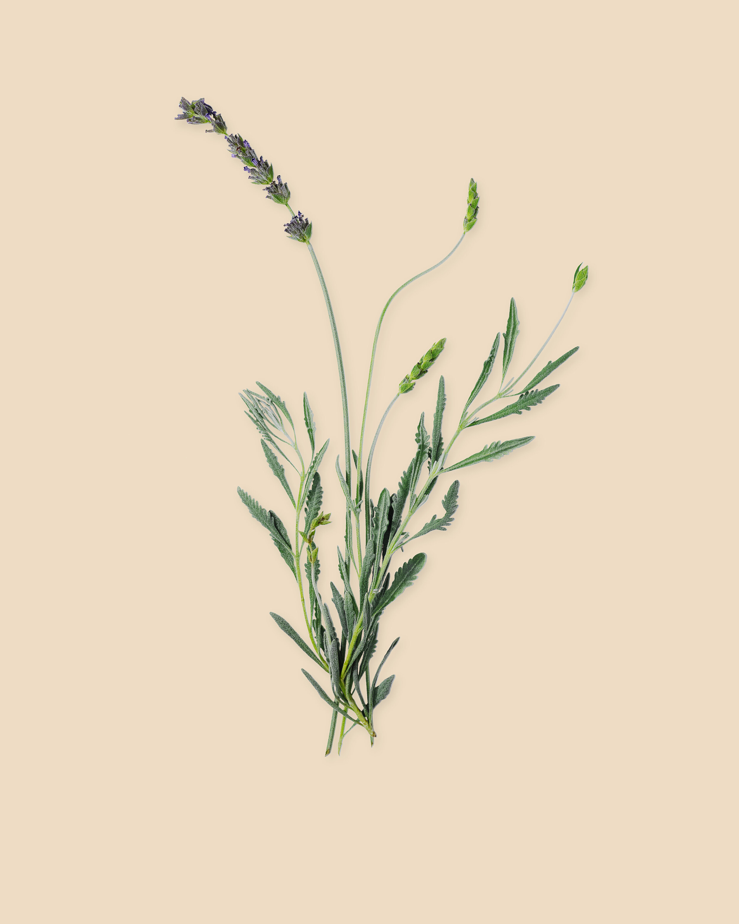 Lavender