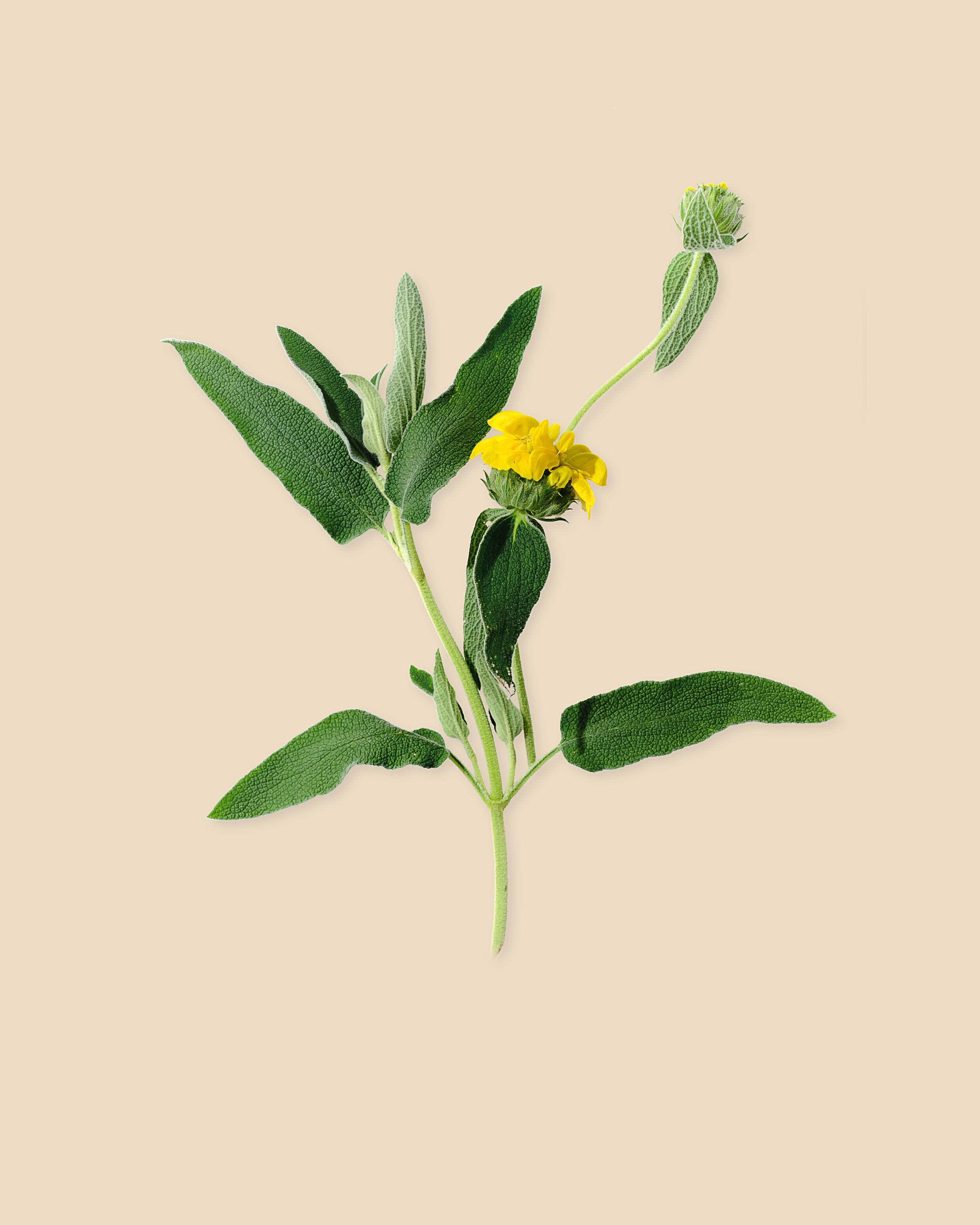 Jerusalem Sage