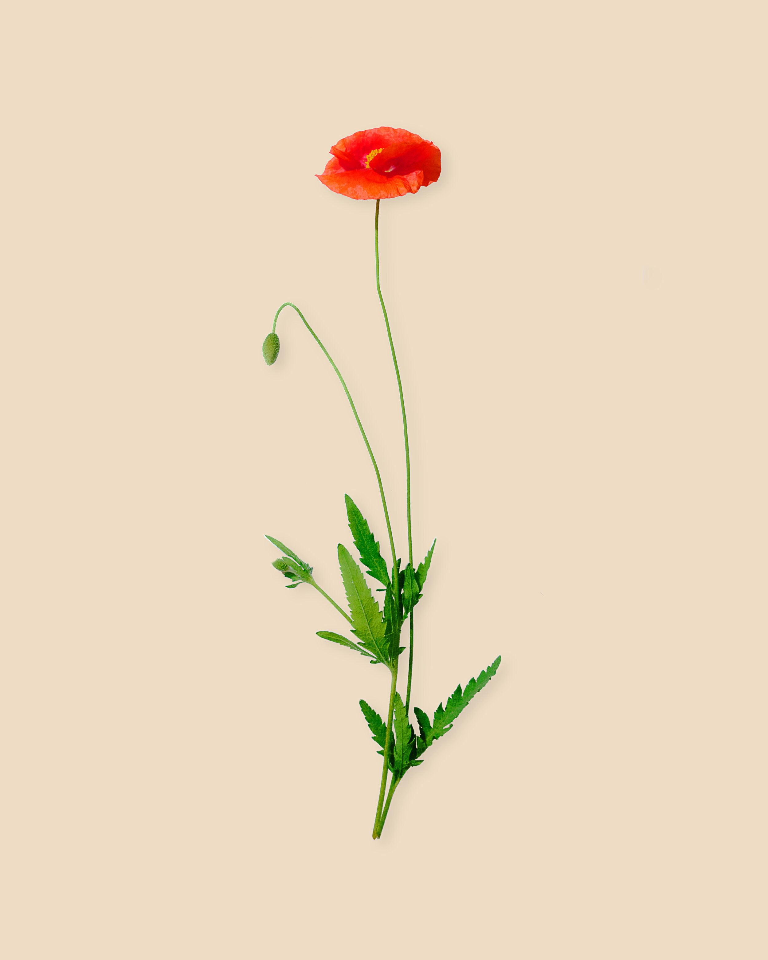 Red Corn Poppy