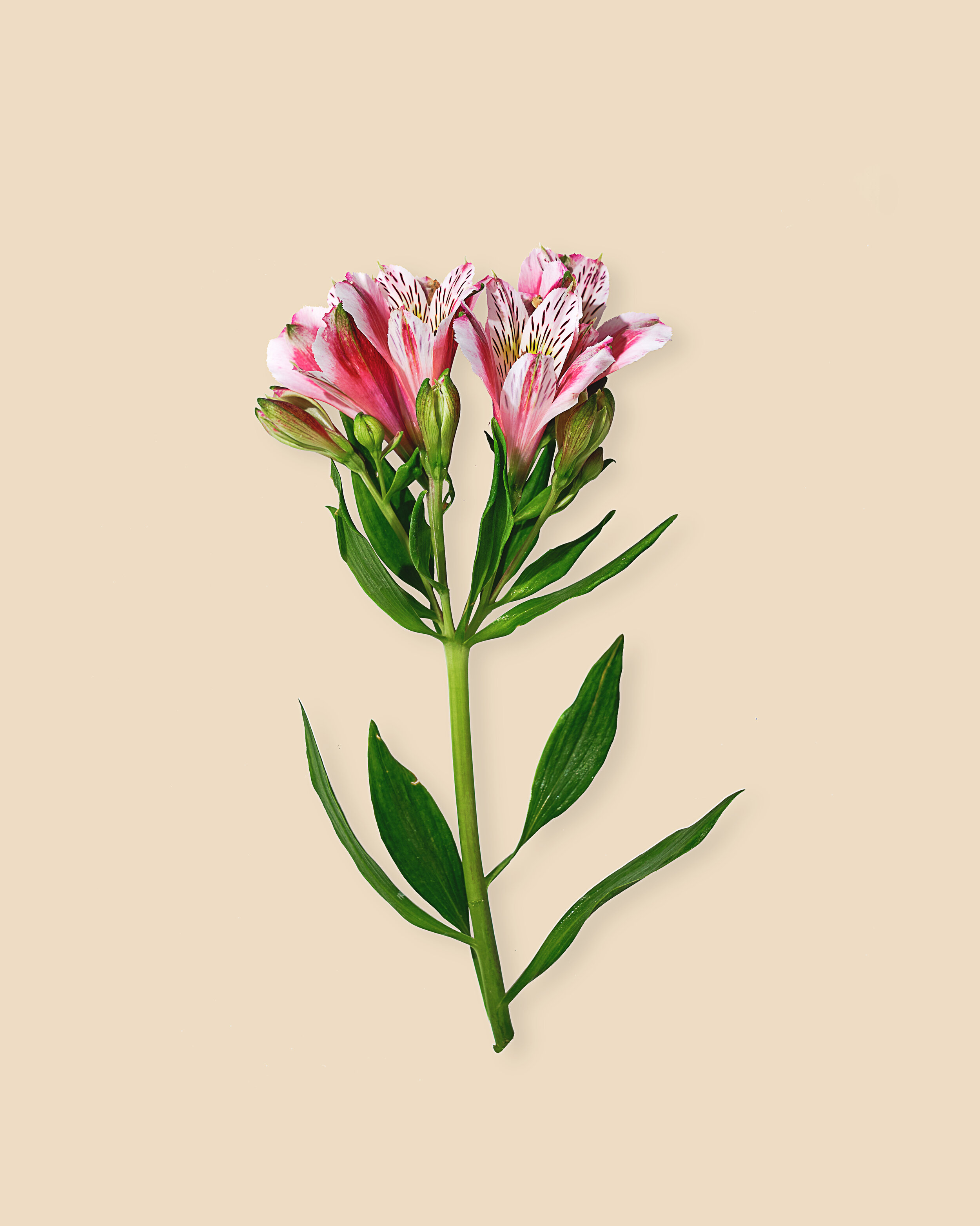 Peruvian Lily