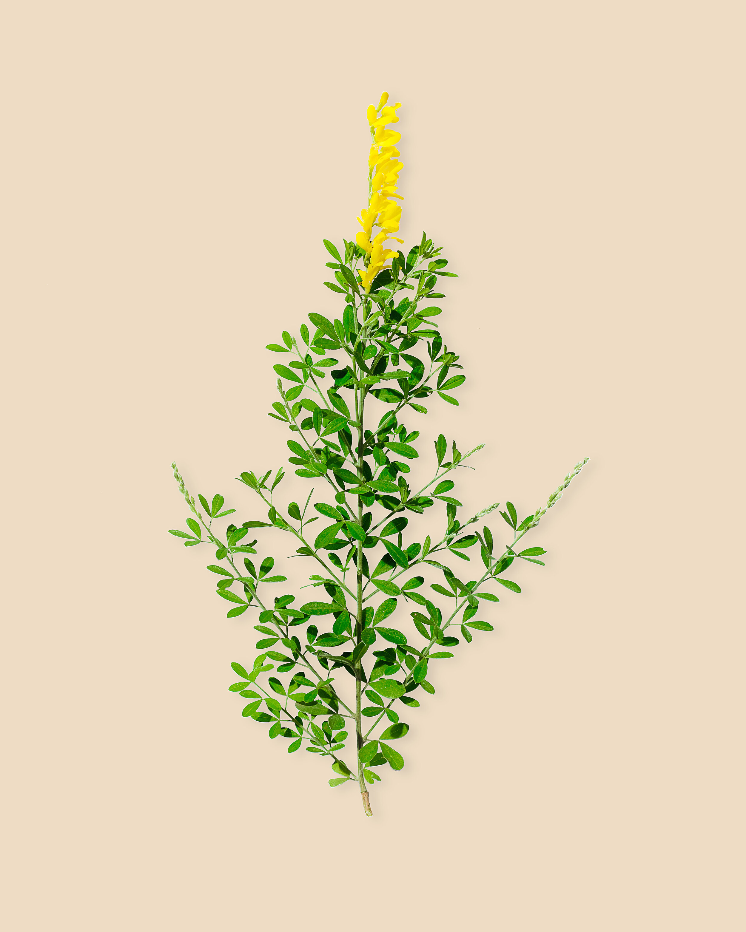 Sweet Broom