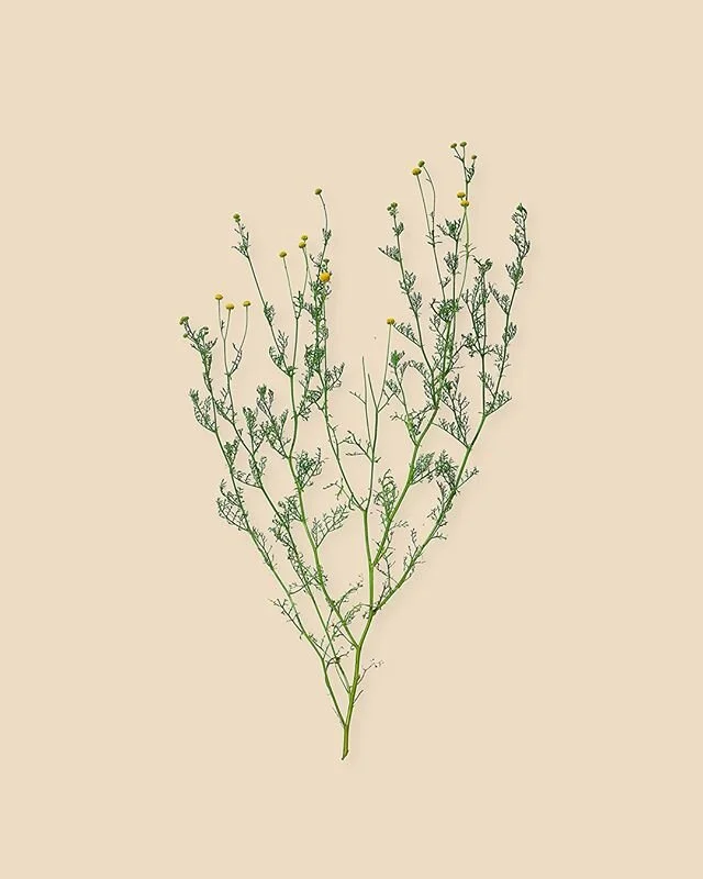 Wild Chamomile ~ Garden 2020⁠
⁠
Limited prints are available, link in my bio!⁠
⁠
My wife Alesia was hiking with our children when she ran across some wild chamomile, sometimes called pineapple weed. She thought it would be a fun teaching moment to sh