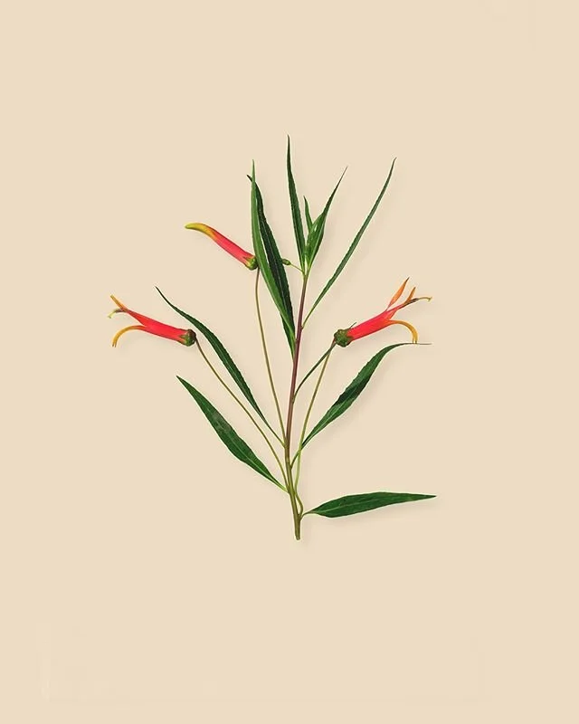 Sierra Madre Lobelia ~ Garden 2020⁠
⁠
I have limited prints available of select images from this series, link is in my bio!w⁠
⁠
We picked this one up from @parkviewnurseryriverside specifically because it is a native plant to our region and will attr