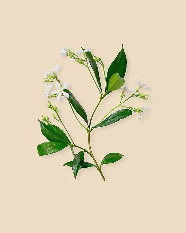 Star Jasmine ~ Garden 2020⁠
⁠
I have limited prints of select images from this series available, link in my bio!⁠
⁠
We were lucky to inherit this beautiful vine that lines almost one entire side of our property from front to back. The Jasmine is the 