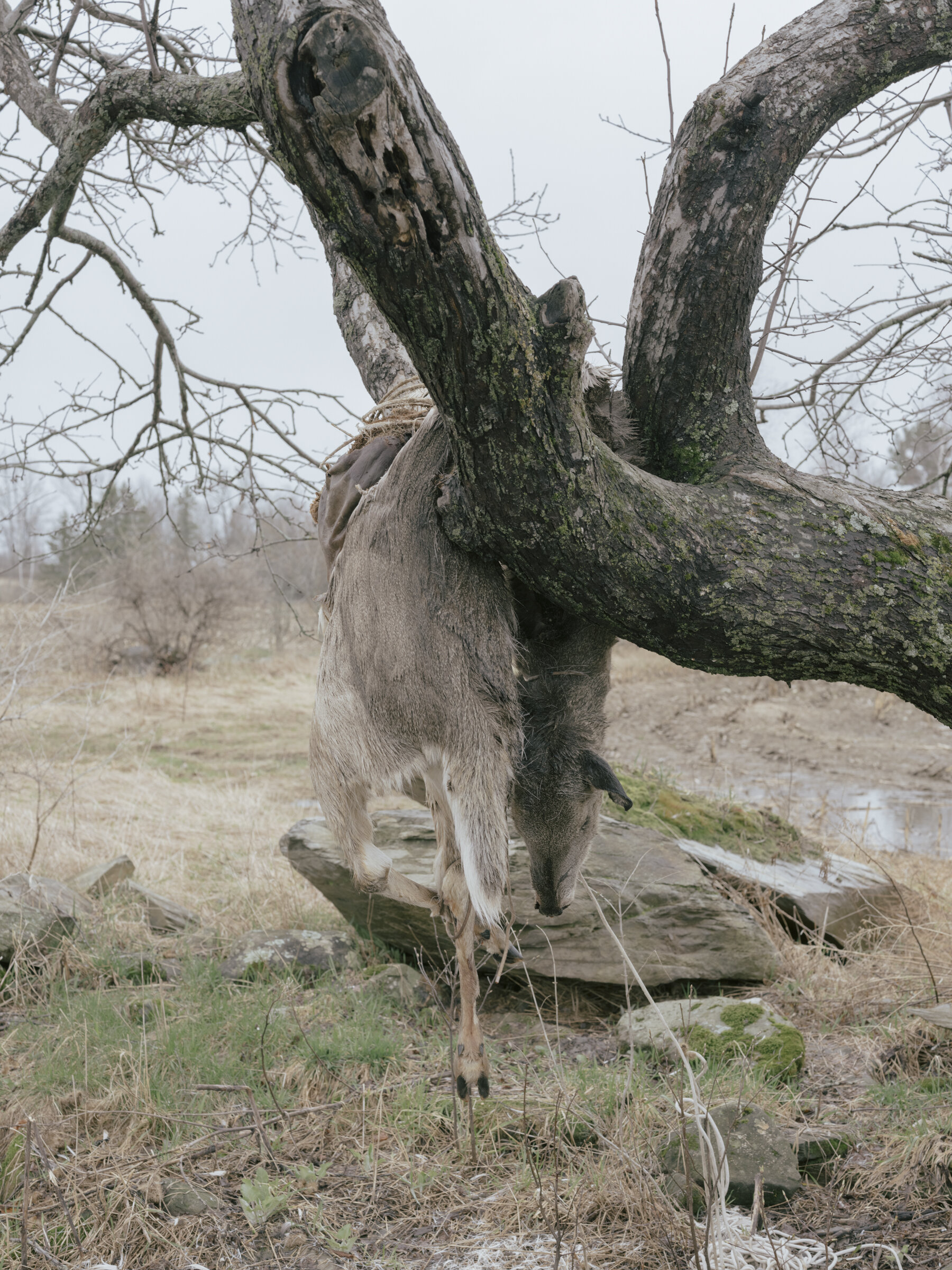 Deer Carcass