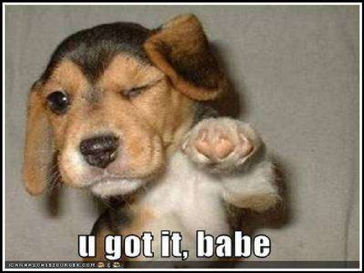 The best kind of validation comes from puppies. 