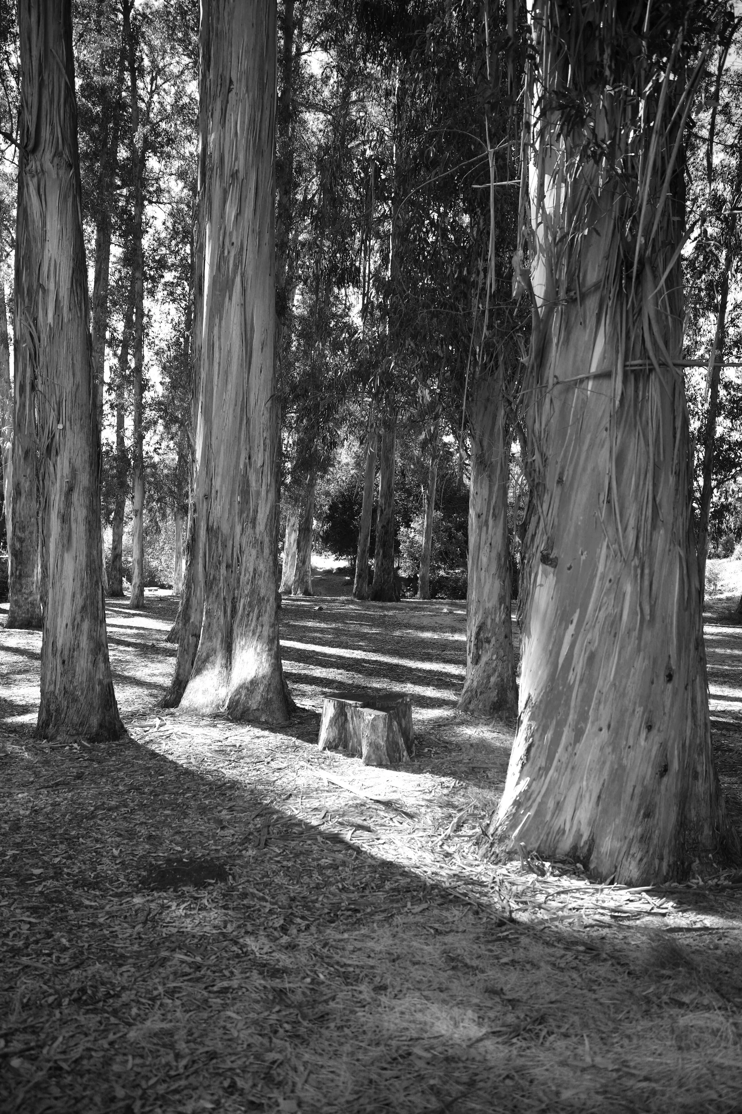 uc-berkeley-tree.jpg