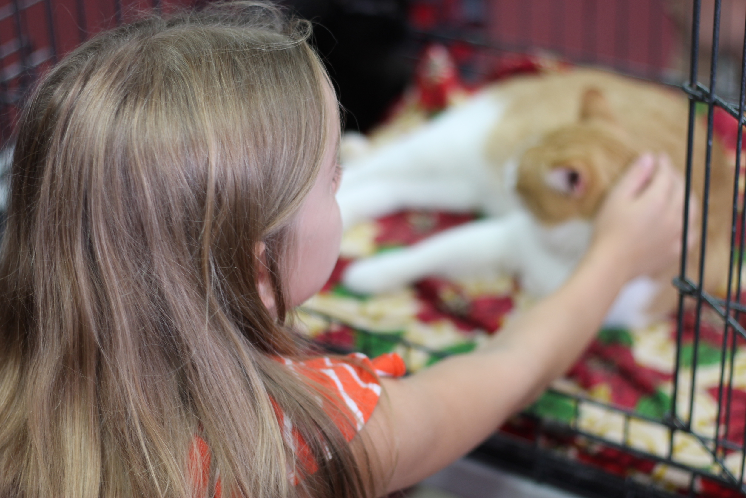 Here is a little girl bonding with the two cats. She wanted a feline friend so badly and spent hours petting them and doing a lot of hoping. As a responsible parent, her mother promised to talk with the rest of the family about the possibility of adopting a kitten in the near future.