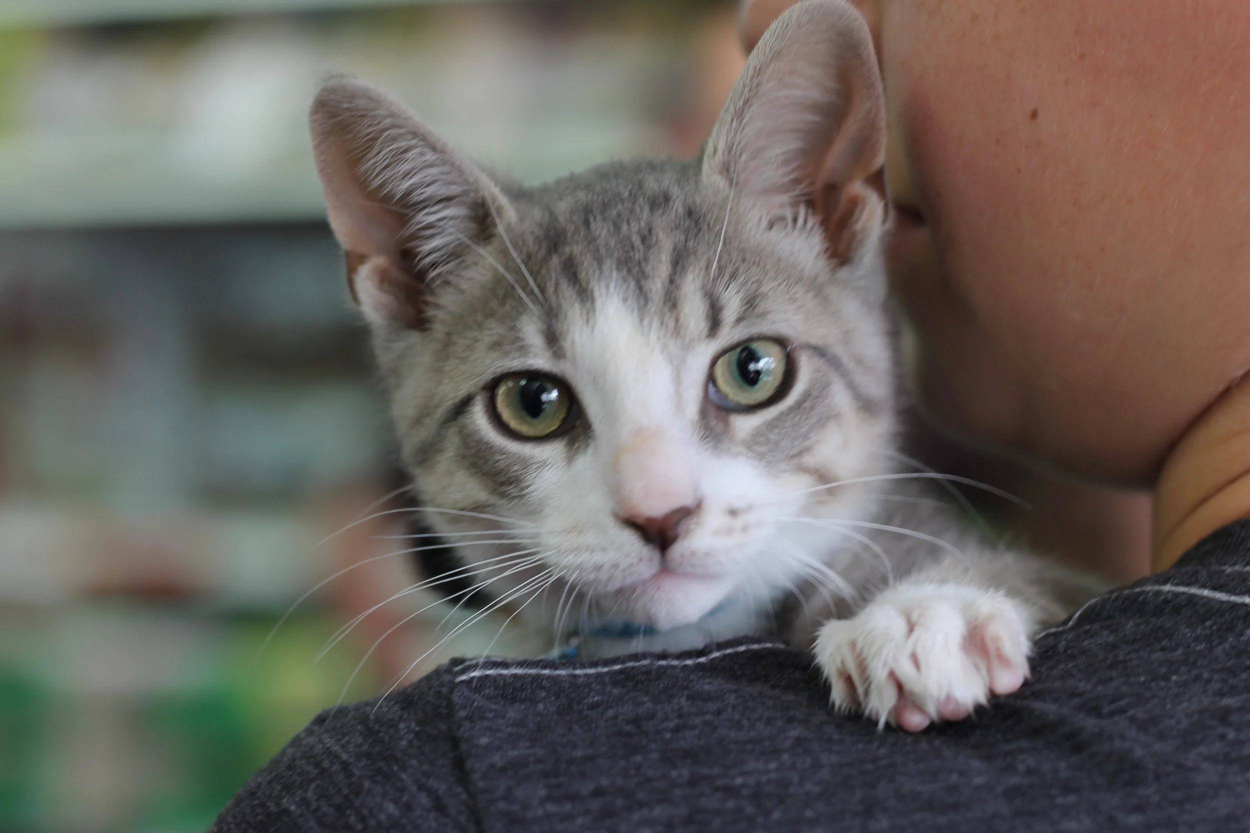 Meet Tobey. He is currently living with his foster mom, Savannah.