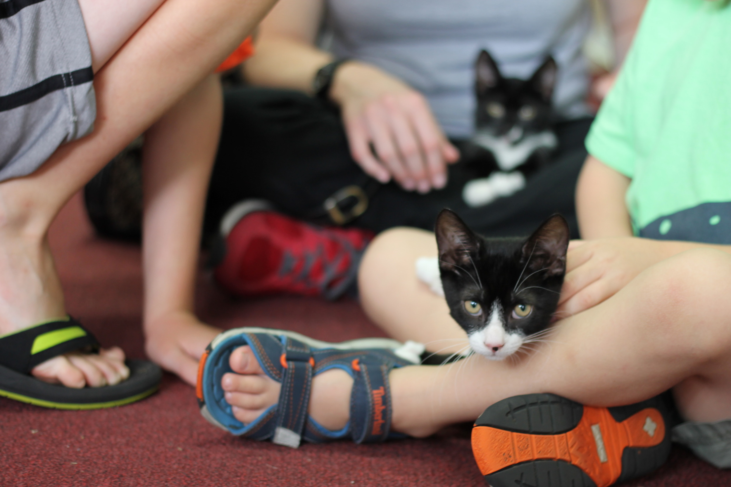 Two tuxedo kittens, Fred and Ethel enjoying their time with a family. They were so patient and sweet with the kids.