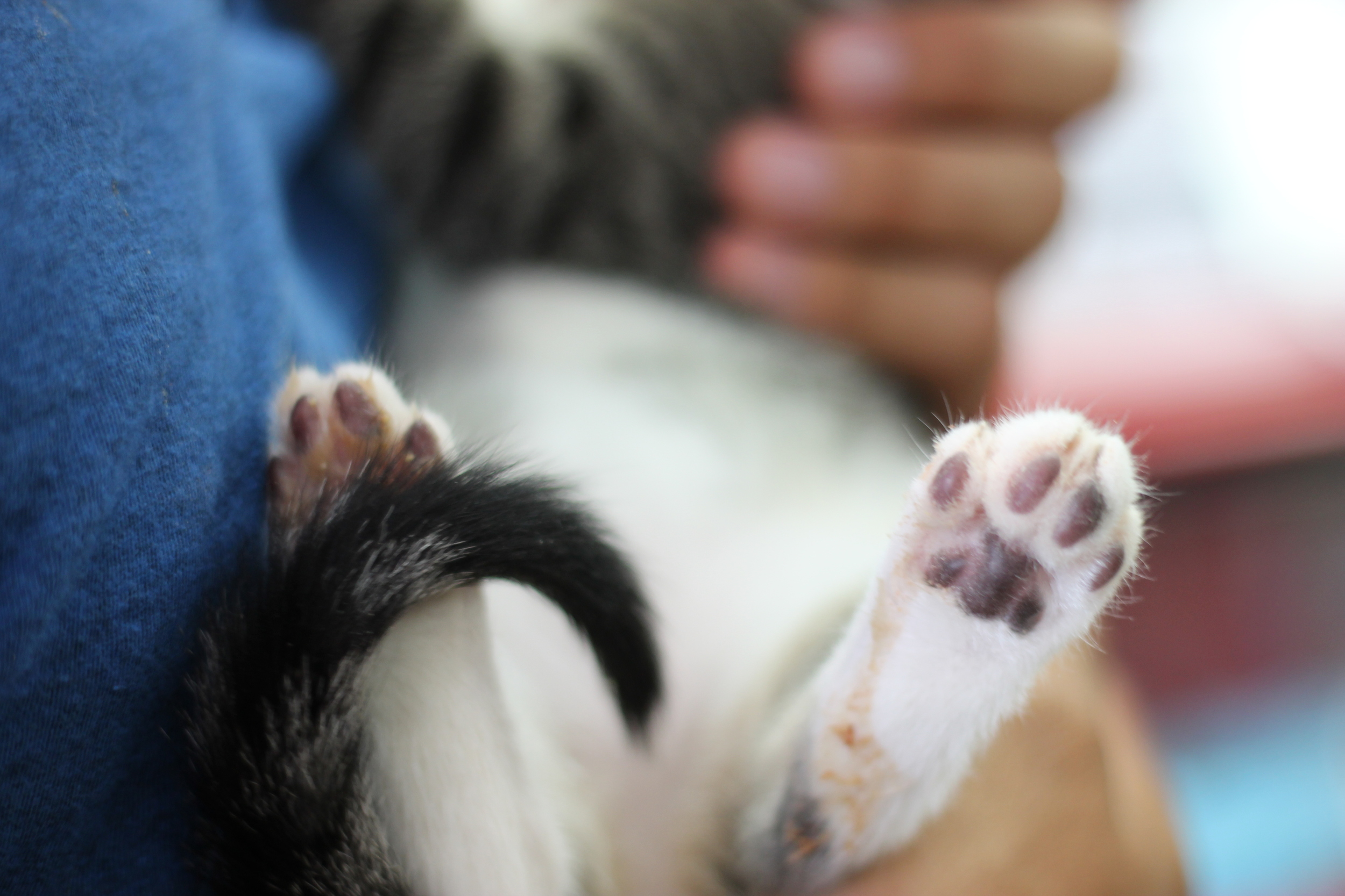 KITTEN TOES!!!!