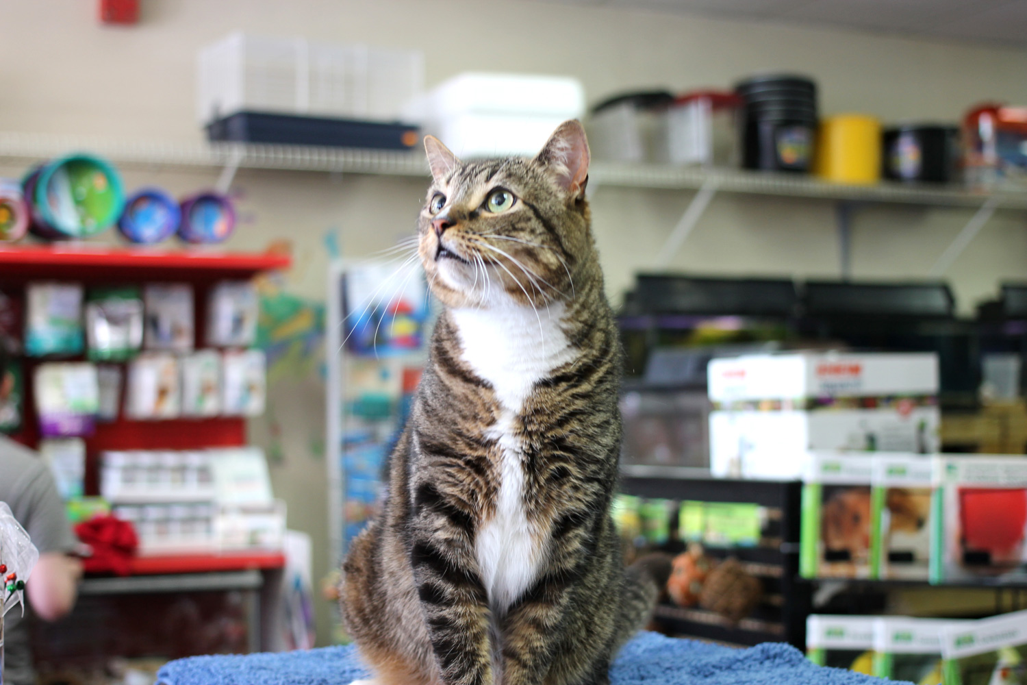 Meet Hershey! We fell in love with this sweet cat who was so loving and affection.