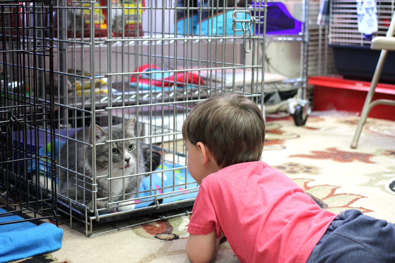 This is Markie getting some love from a visitor!