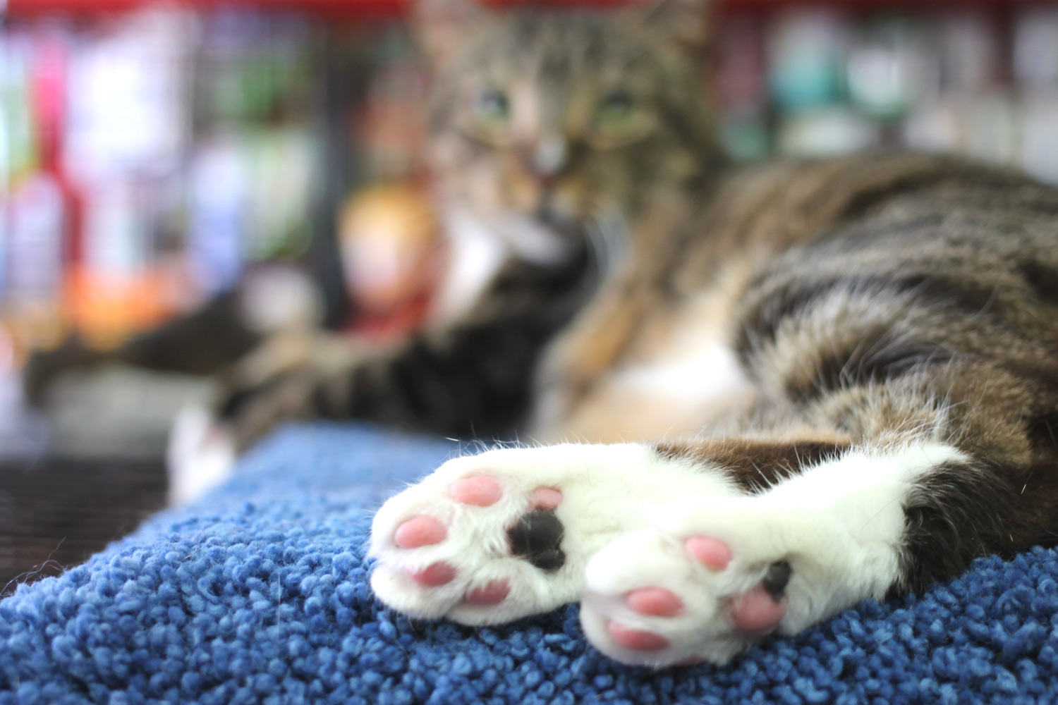 And of course we finish with the obligatory kitten toes pic!