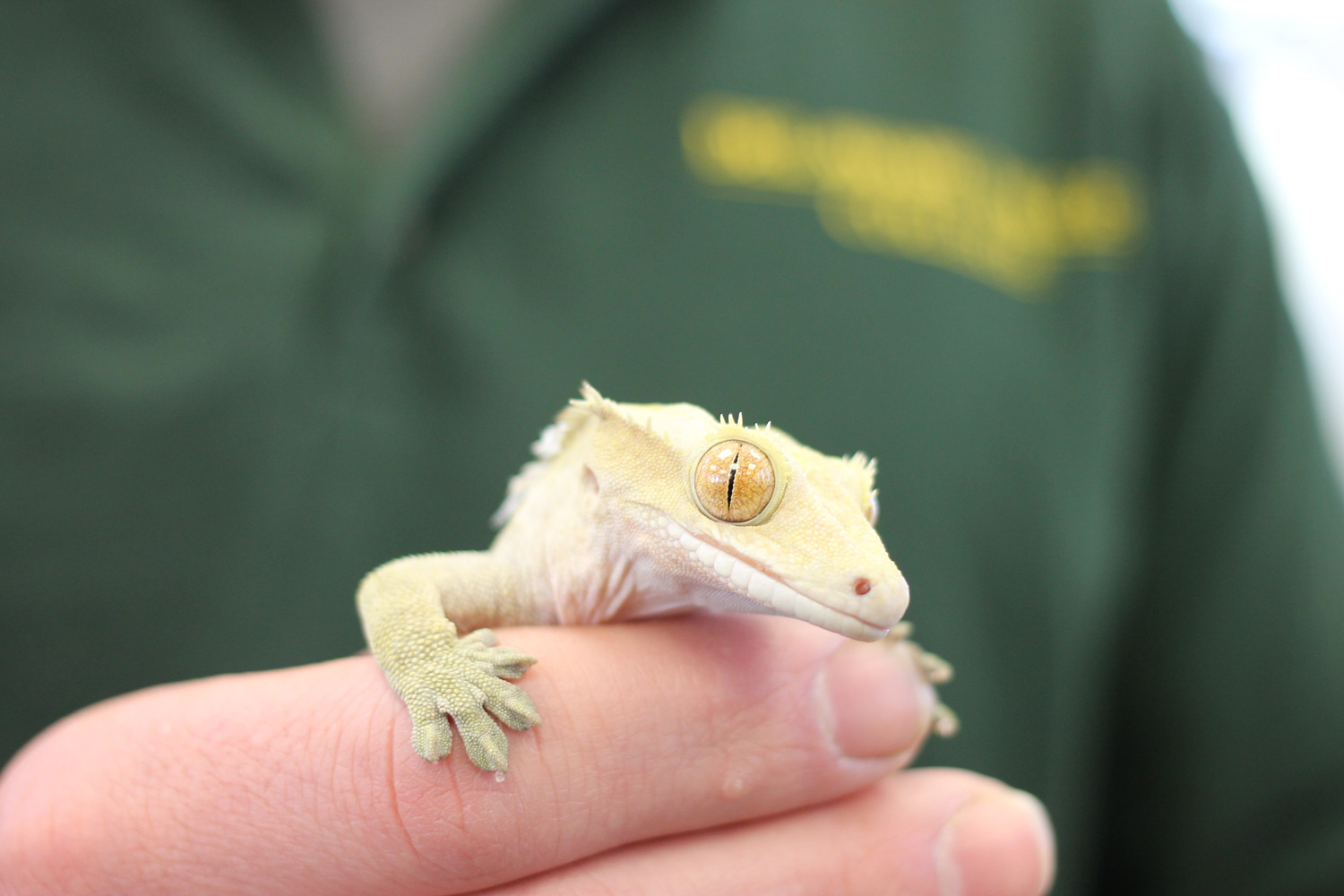 A student shows a crested gecko. Thought to be extinct until they were rediscovered in 1994, they are truly fascinating creatures and make awesome pets.