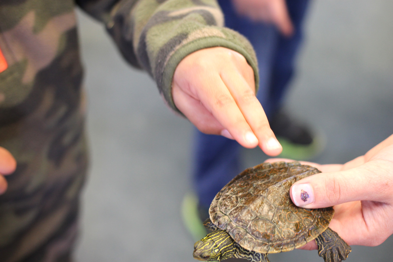 Teaching the children about the shell. Did you know a turtle can feel when you touch their shell? Their shell's carapace actually grows from their skeletal structure so they are able to detect sensations similar to a bird's beak or your fingernail.