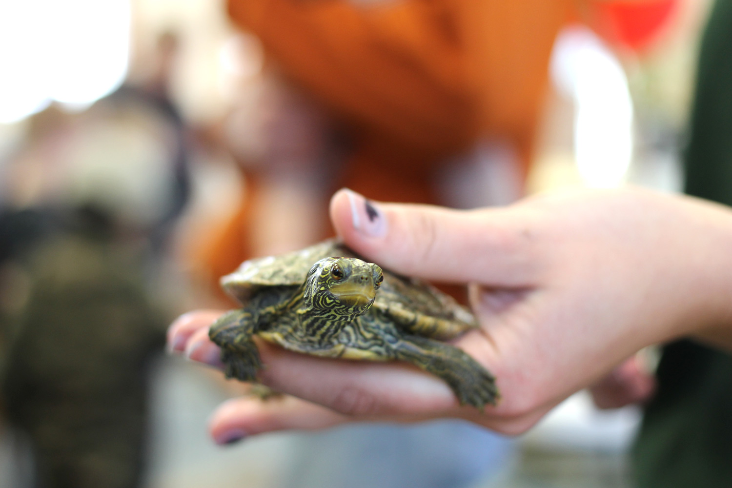 Here is a student showing a yellow-bellied turtle.