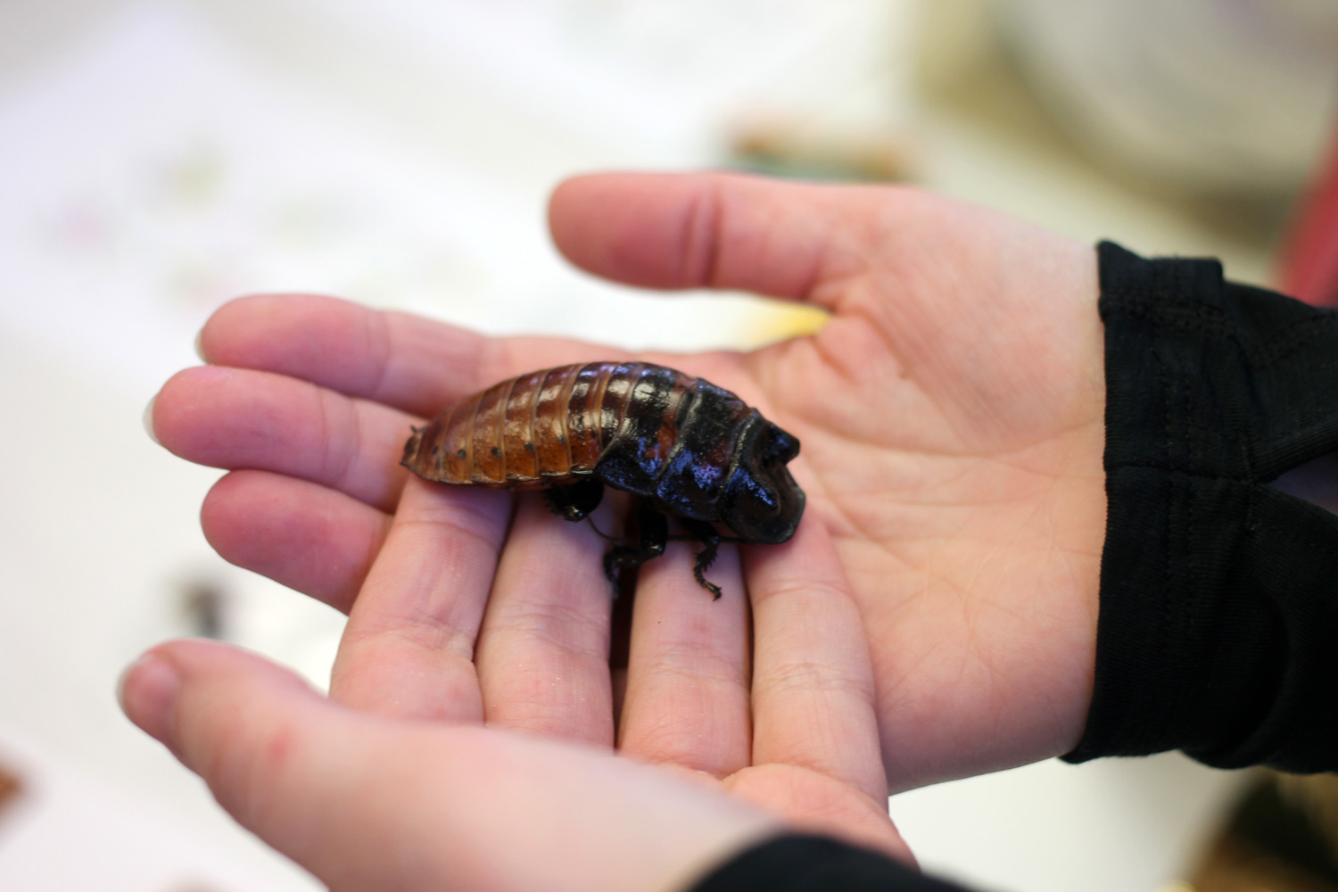 Here's a rather unusual pet, a Madagascar hissing cockroach. They actually make great pets. If you are looking for a low-maintenance, clean, friendly pet that doesn't require much space, you may want to consider these cuties. 