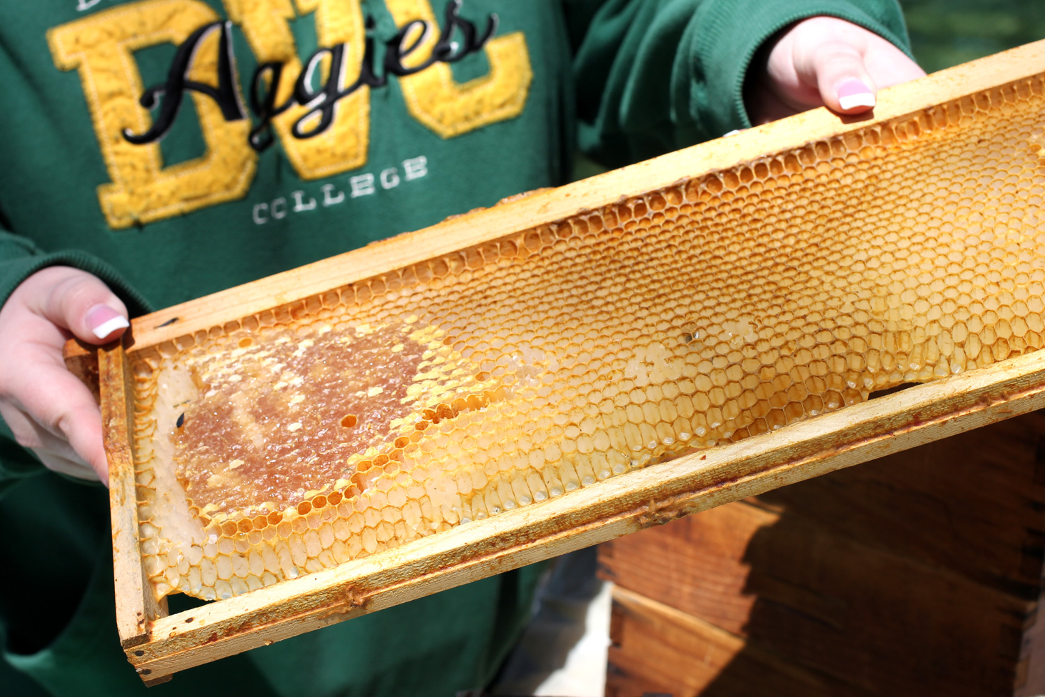 A student member of the Apiary Society shows how honey is produced and then harvested. These are honeycomb cells made by honeybees. They are filled with honey and then harvested from here. The club was also educating visitors on plants that are healthy for bees.