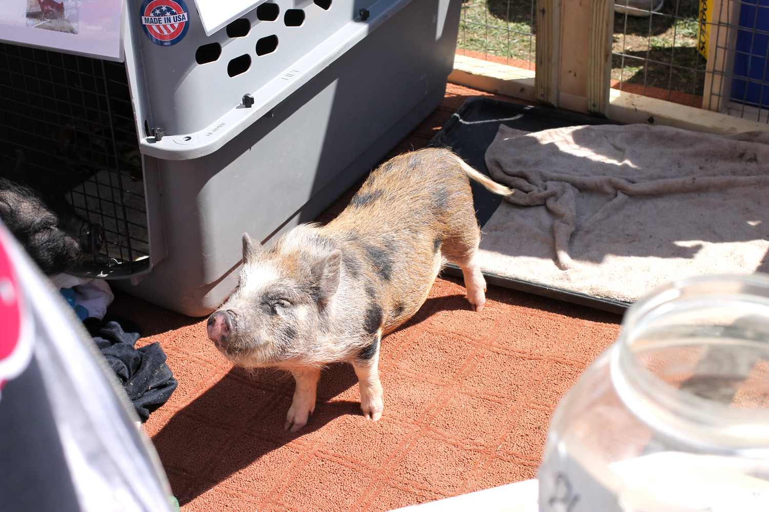 Here's a cute piglet hoping to spread the message, "There is no such thing as a teacup pig." Did you know that pigs are the smartest and cleanest domestic animal? They even have studies that have shown pigs accomplishing tasks as quick as a chimpanzee.