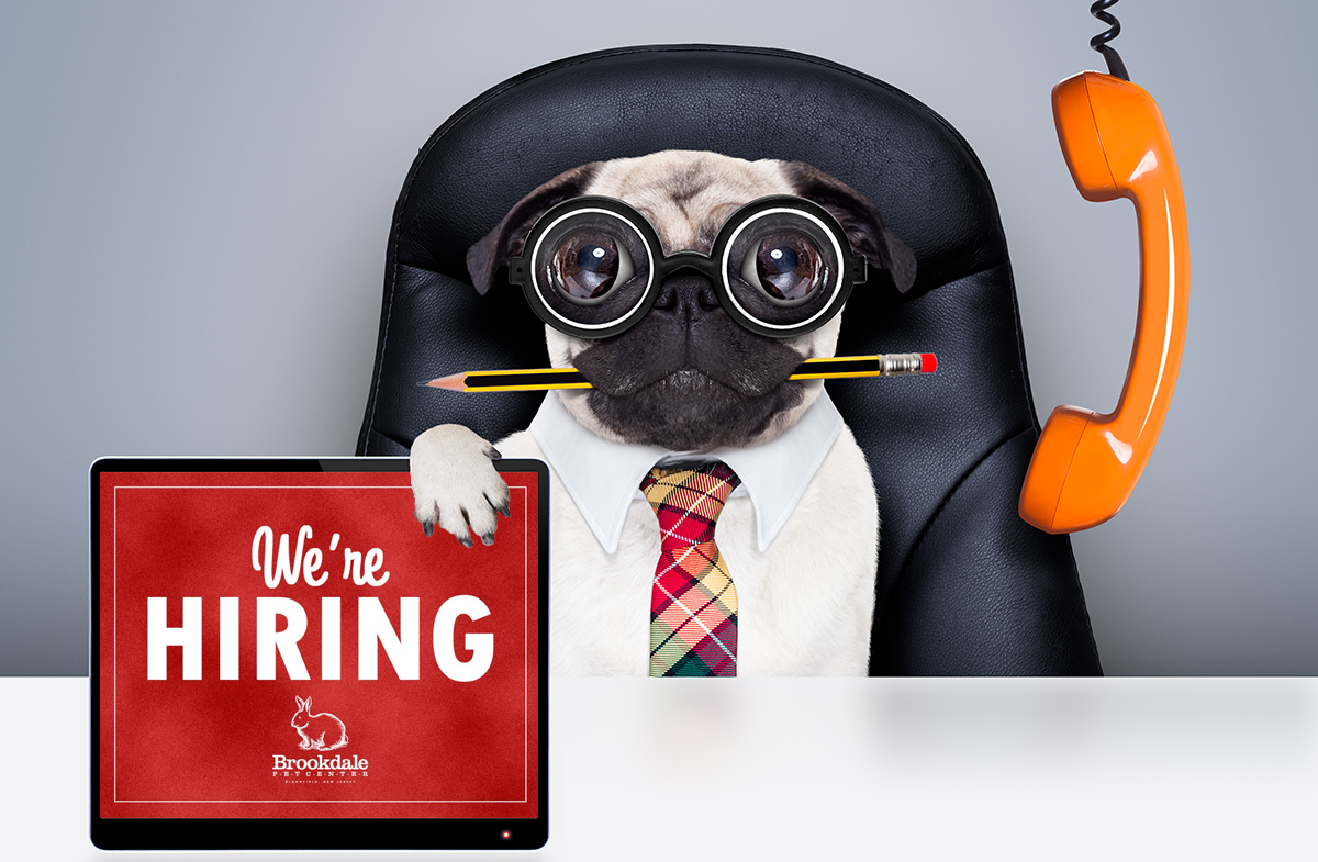 hiring-dog-holding-shorterwider.png