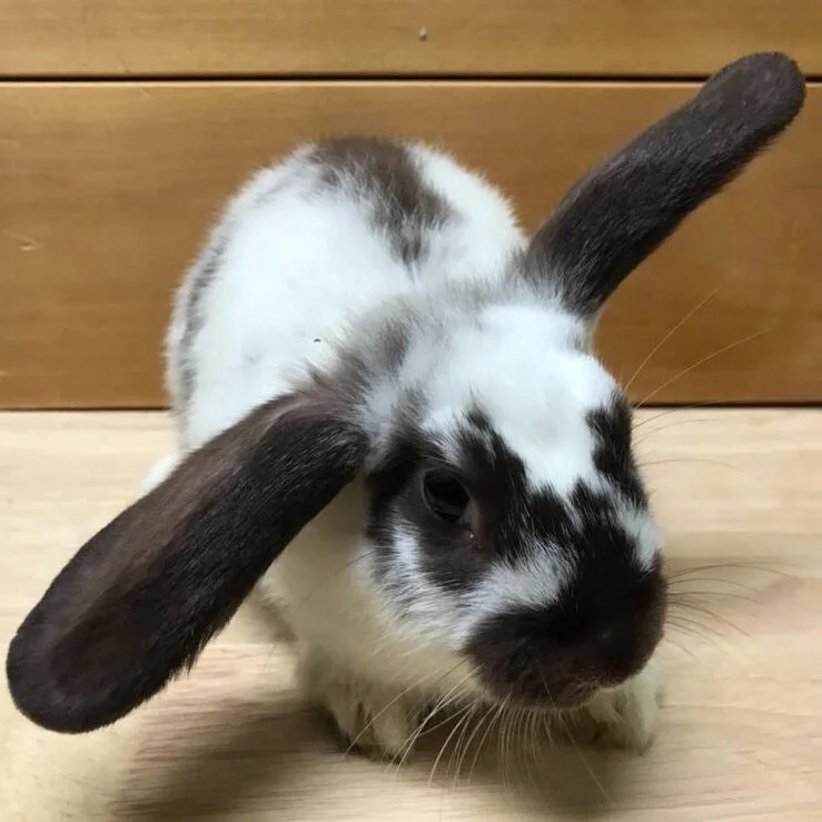 sprout.jpg