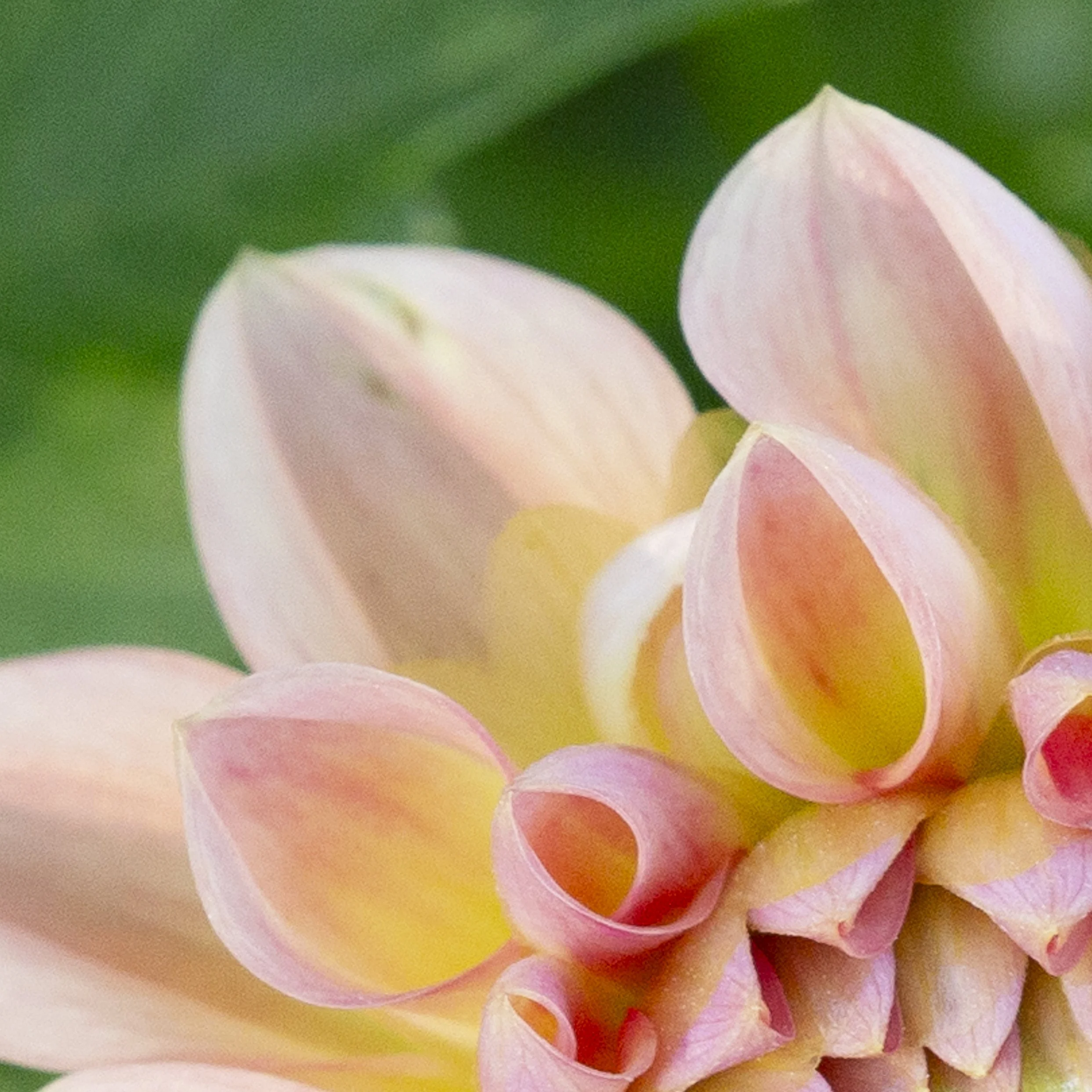 dahlia_det2.jpg