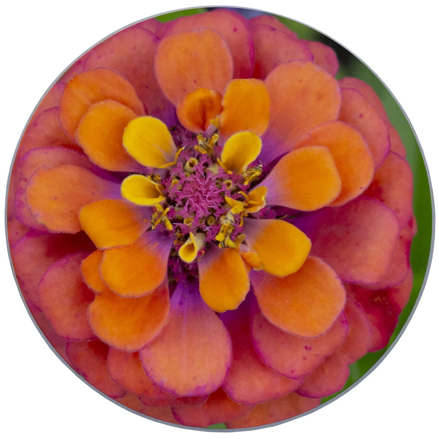 zinnia1.jpg