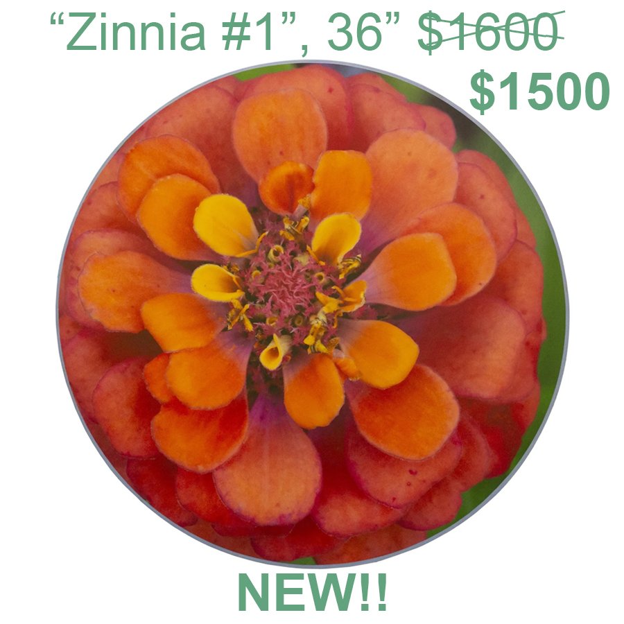 zinnia.jpg