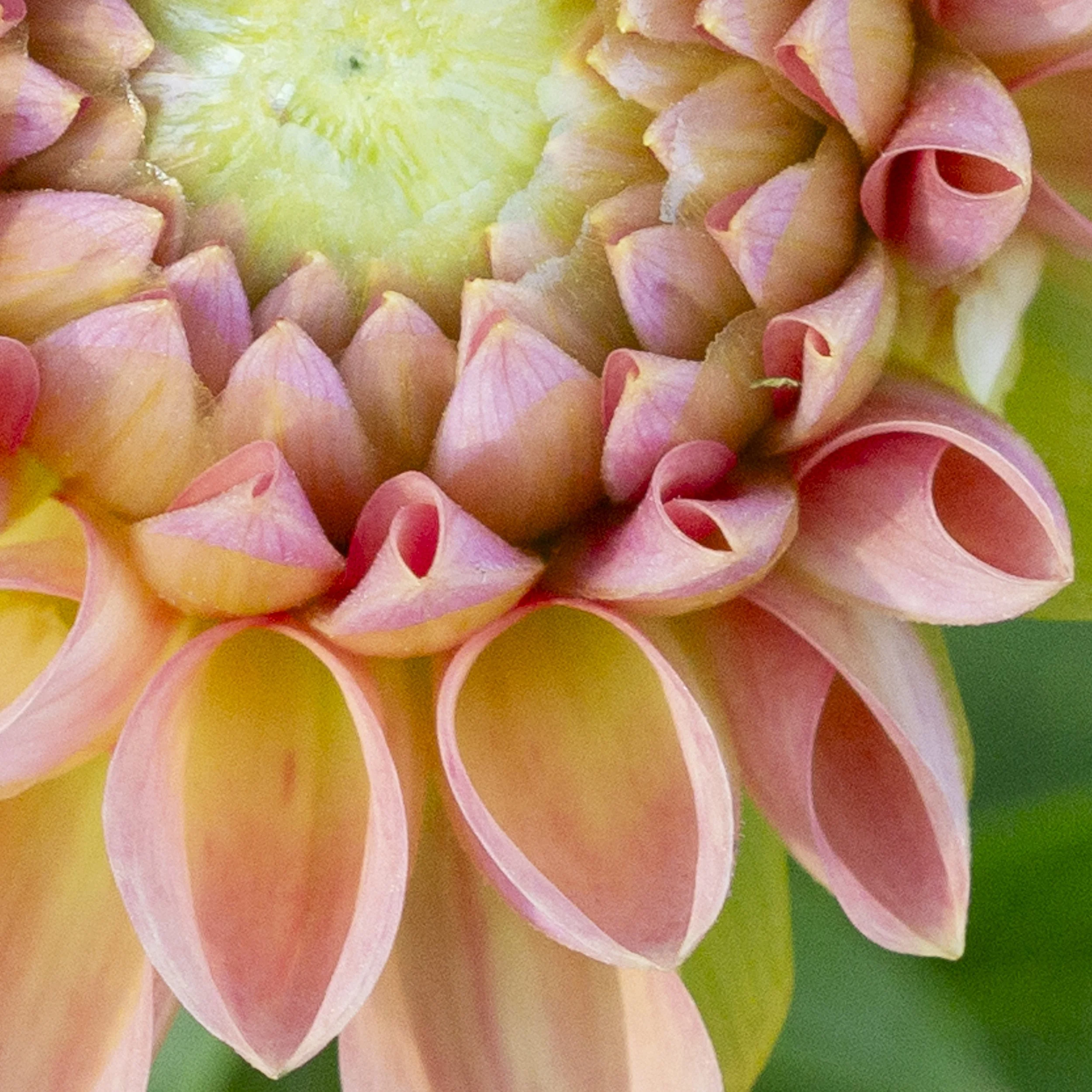 dahlia_det3.jpg