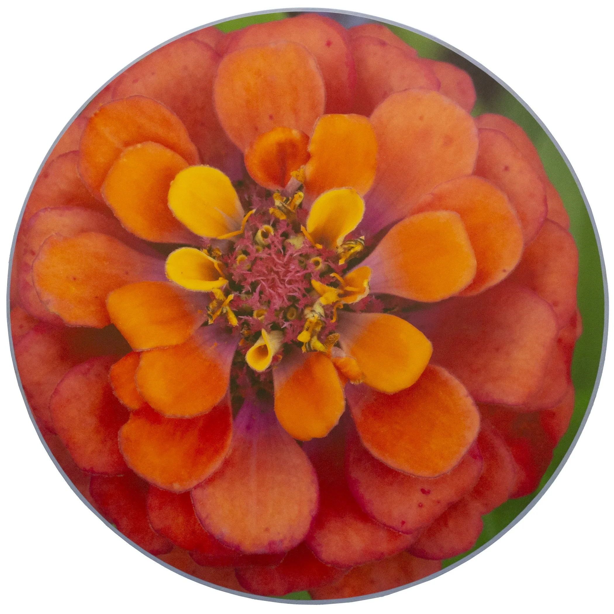 zinnia1.jpg