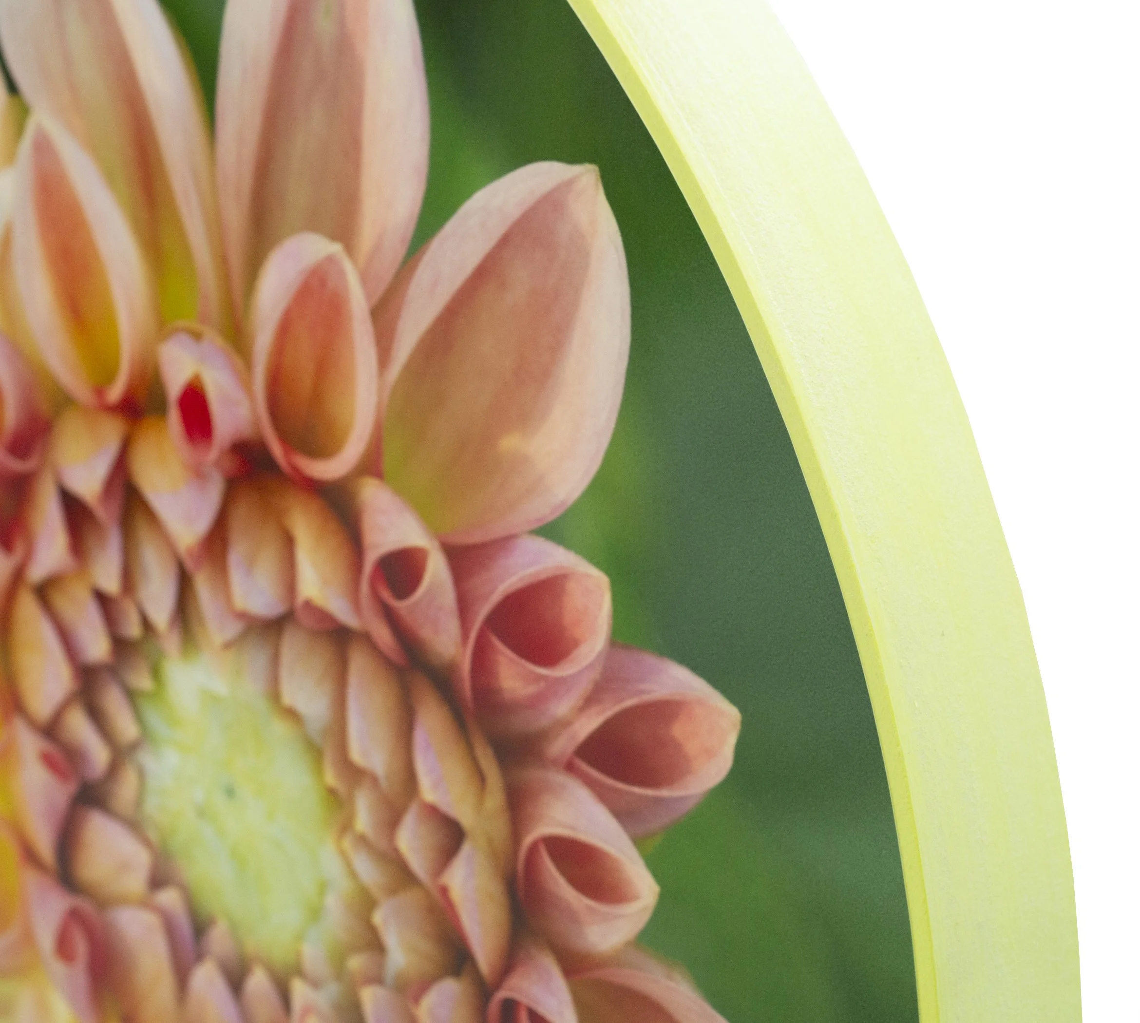 dahlia_det1.jpg