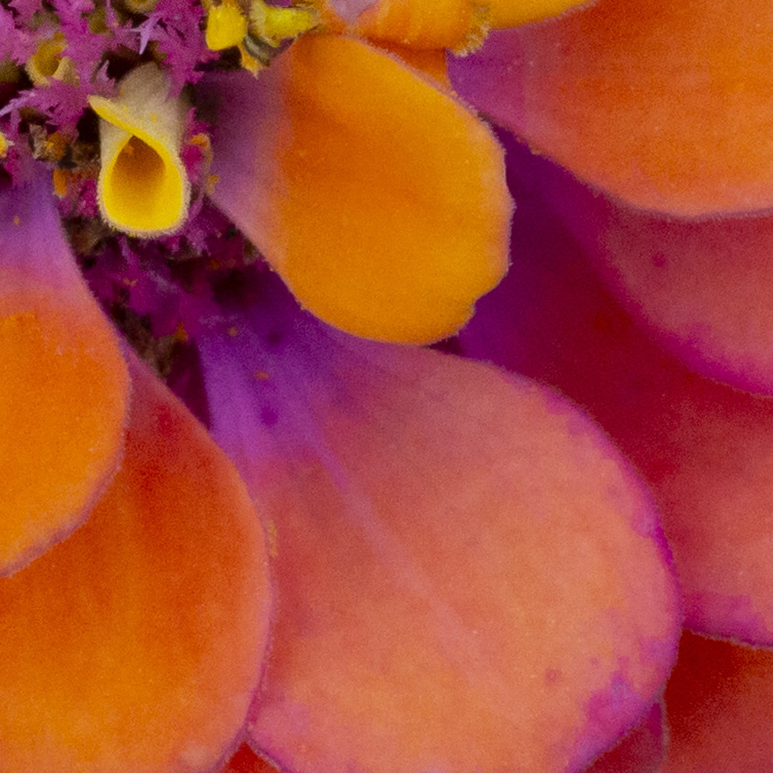 zinnia1_det3.jpg